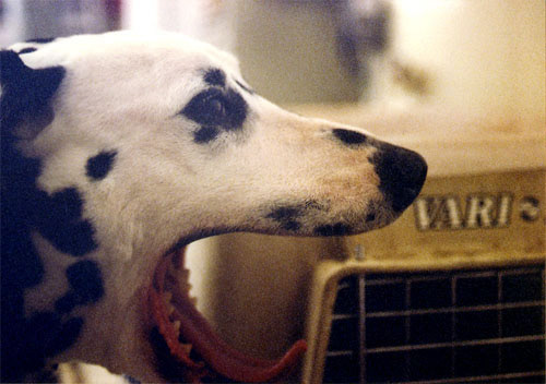 Murphy, Dalmation - Home