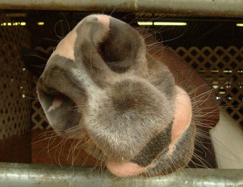 Wrangler, American Paint Horse - Los Angeles Equestrian Center