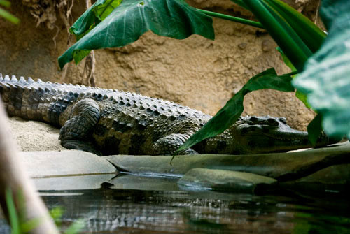 Alligator - San Diego Zoo