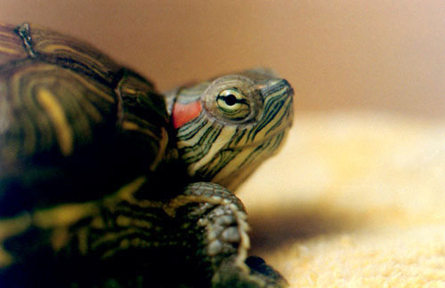 Pistachio, Red-eared Slider - Home