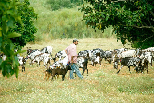Goat Herder in Manta Rota, Portugal