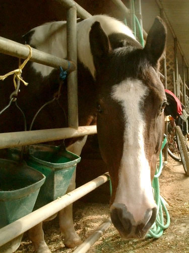 Wrangler, American Paint Horse - Los Angeles Equestrian Center