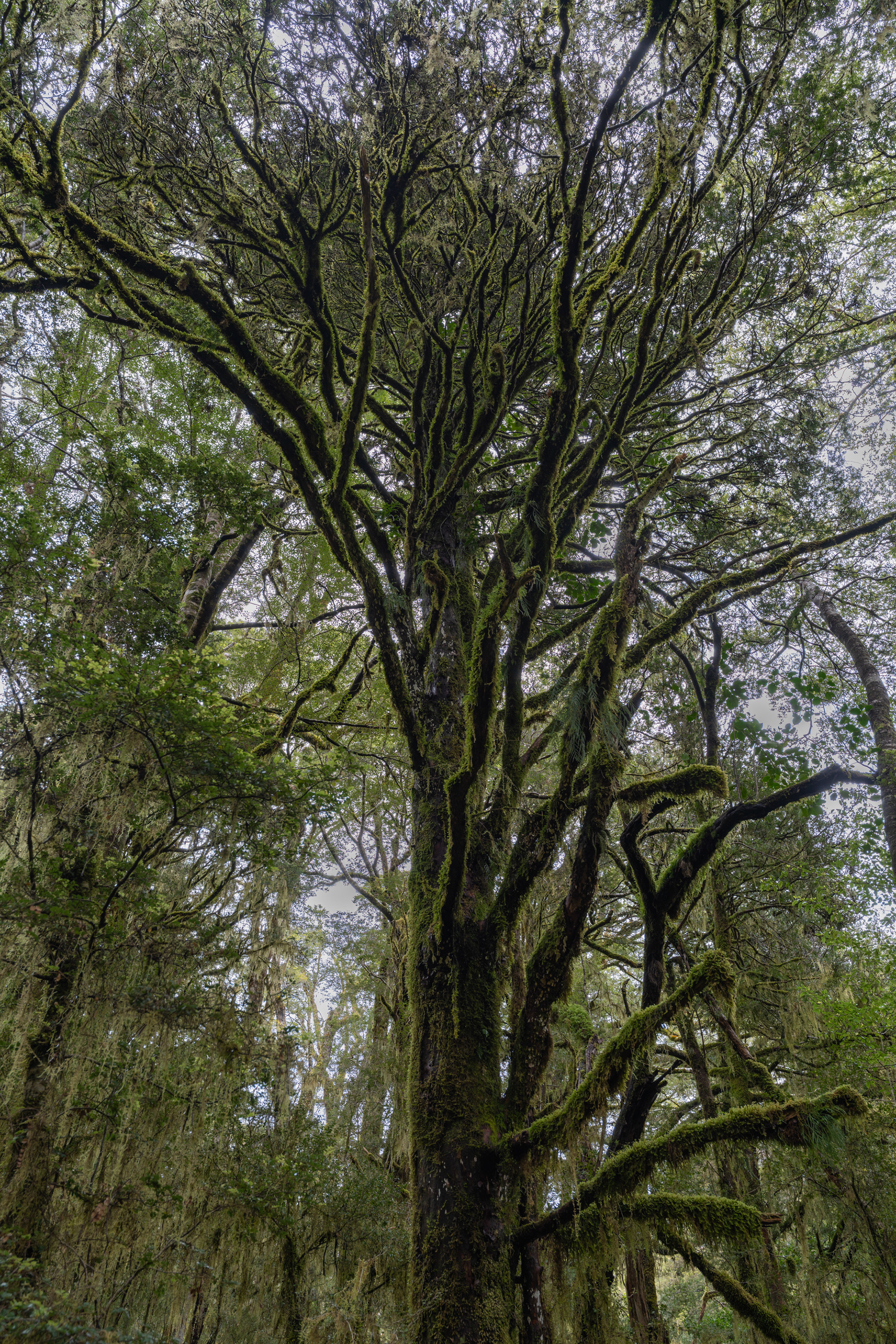 Moss tree