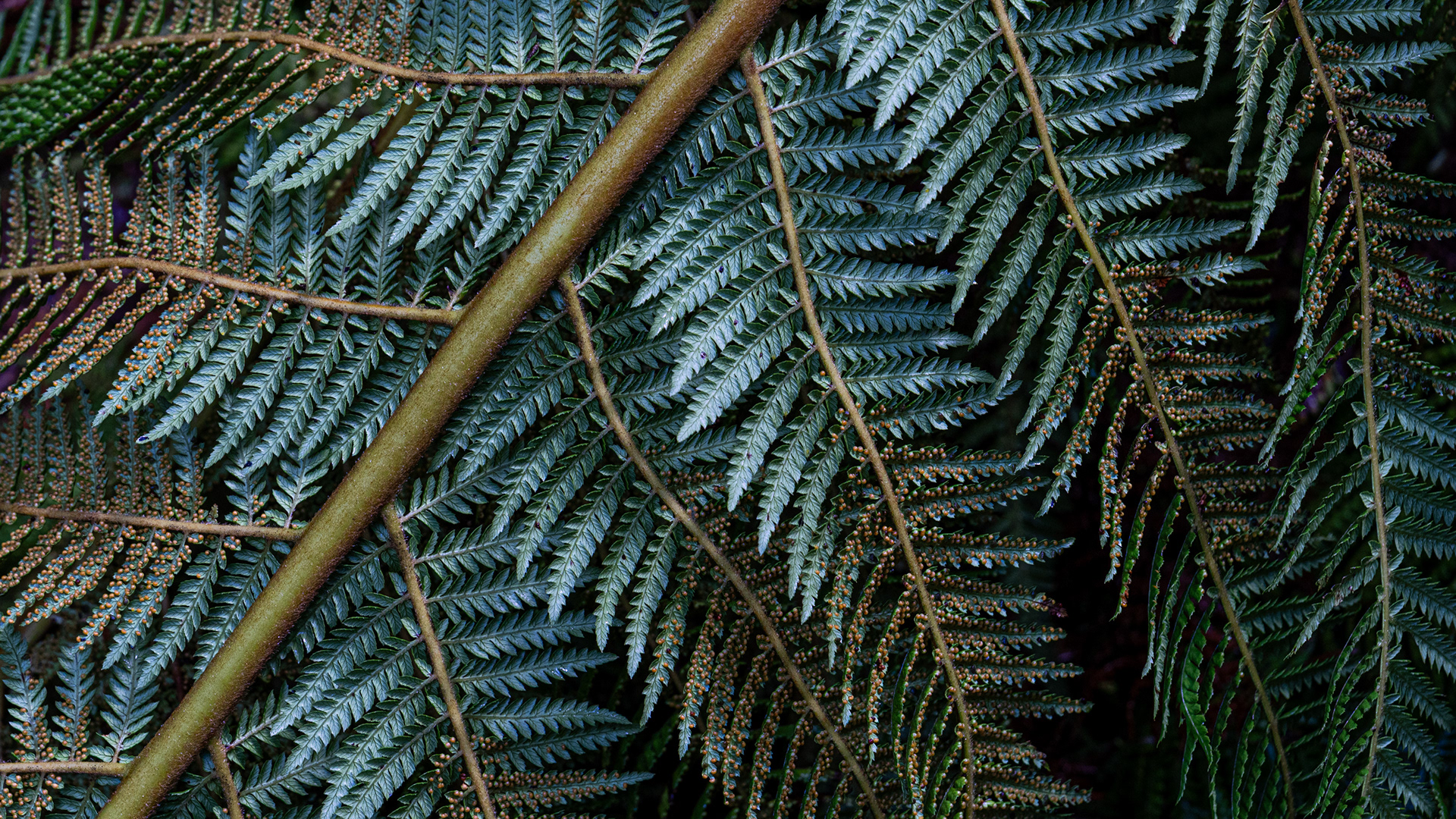 Fern detail