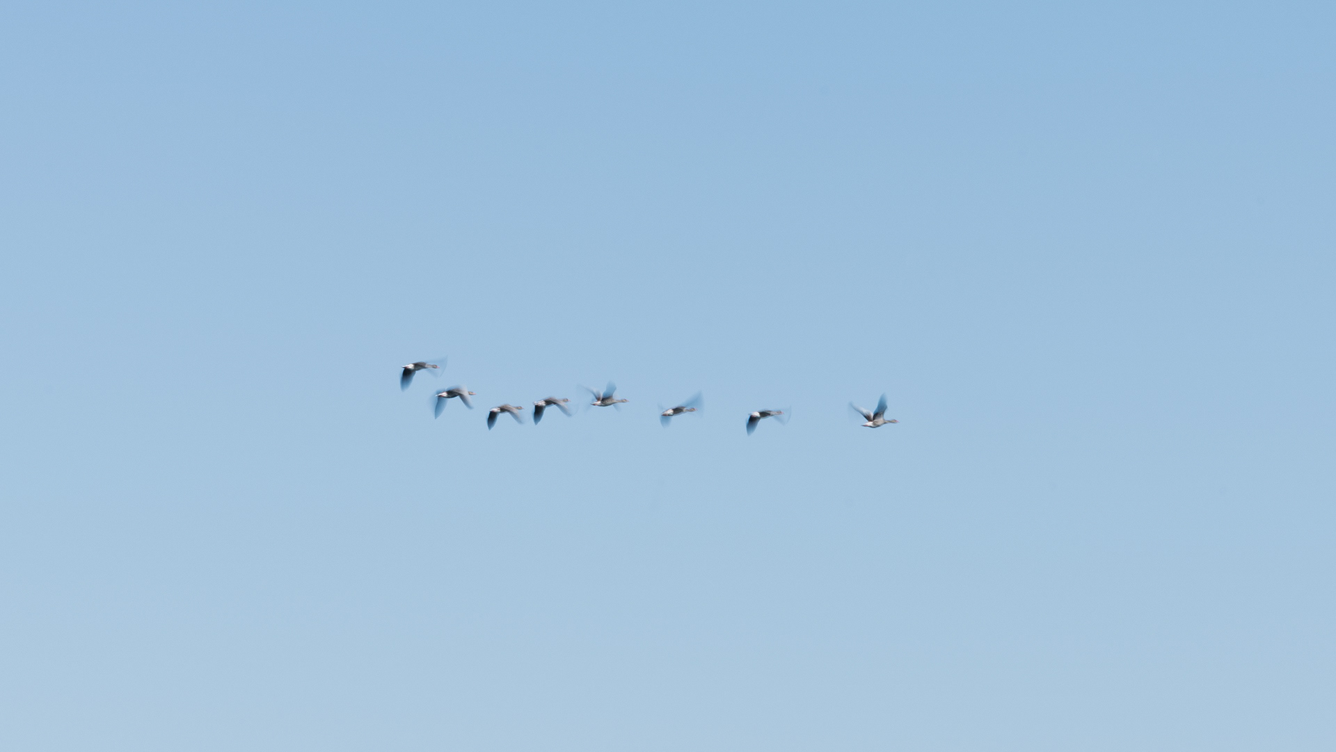 Flock of birds