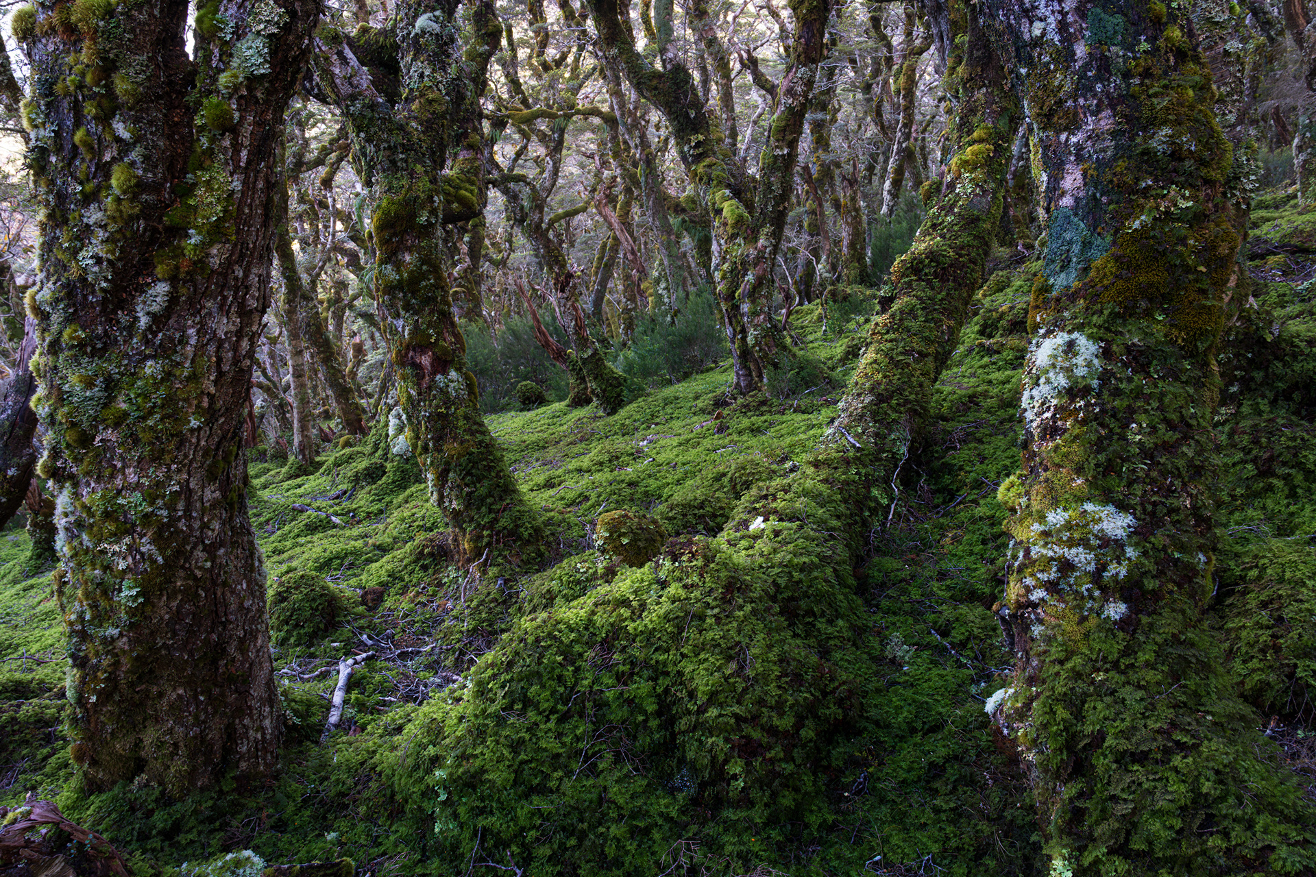 Magic forest