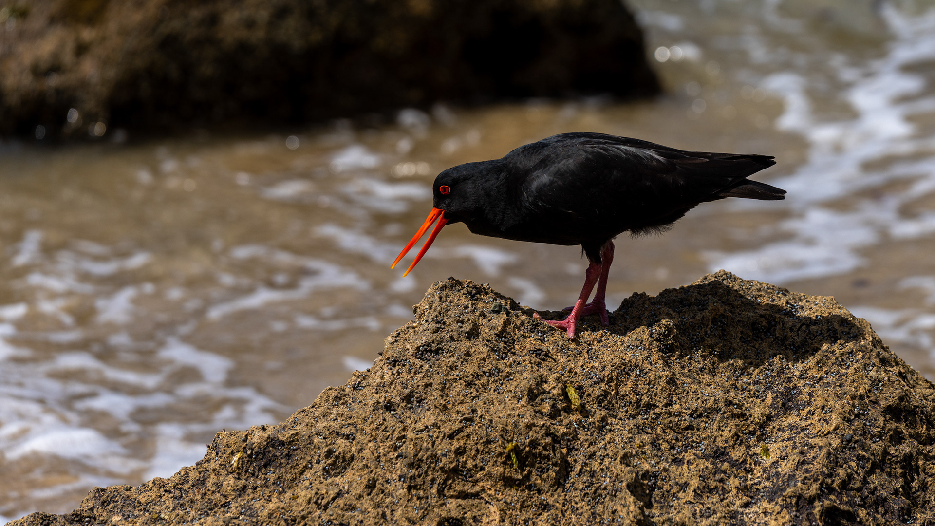 Variable oystercatcher