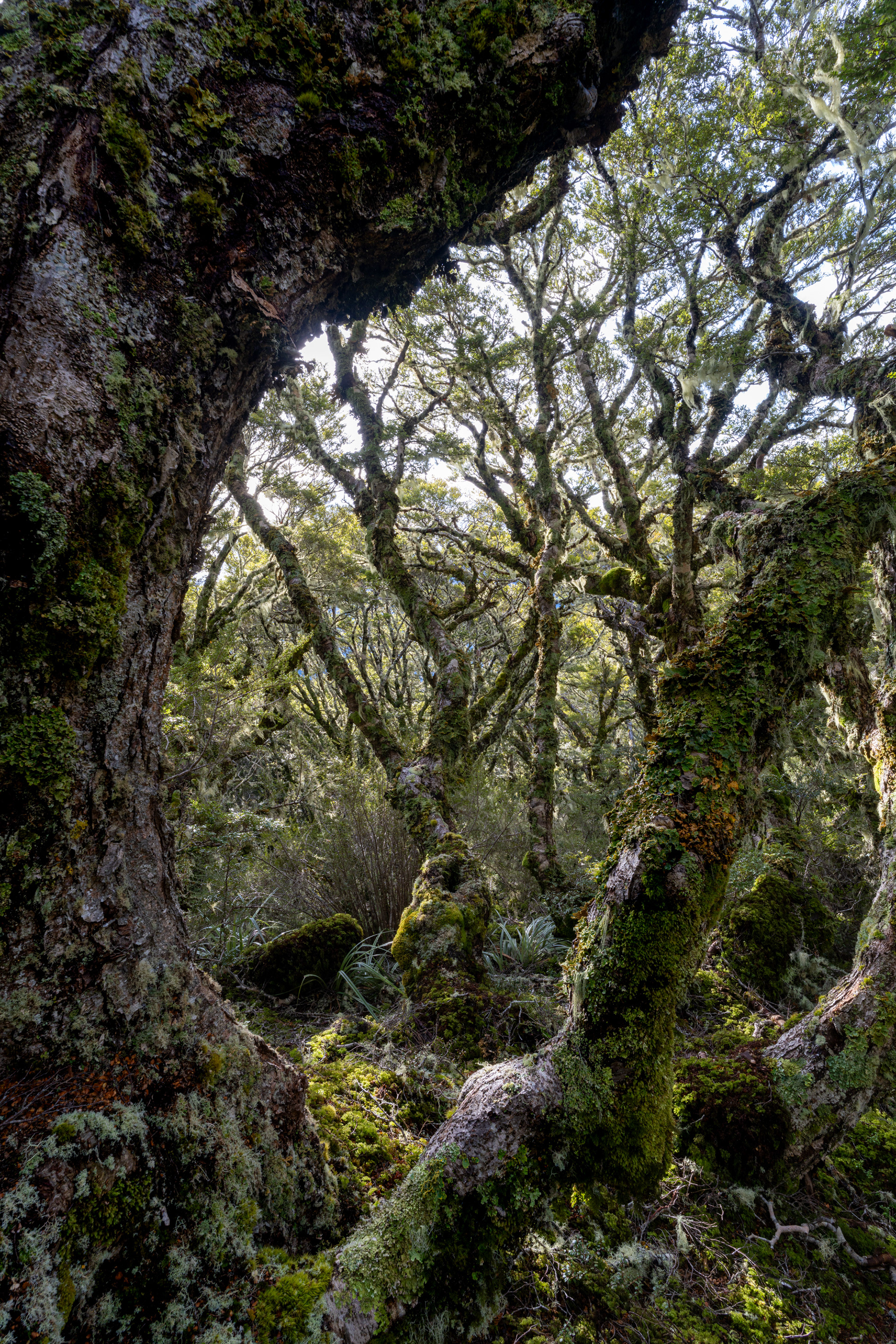 Goblin forest