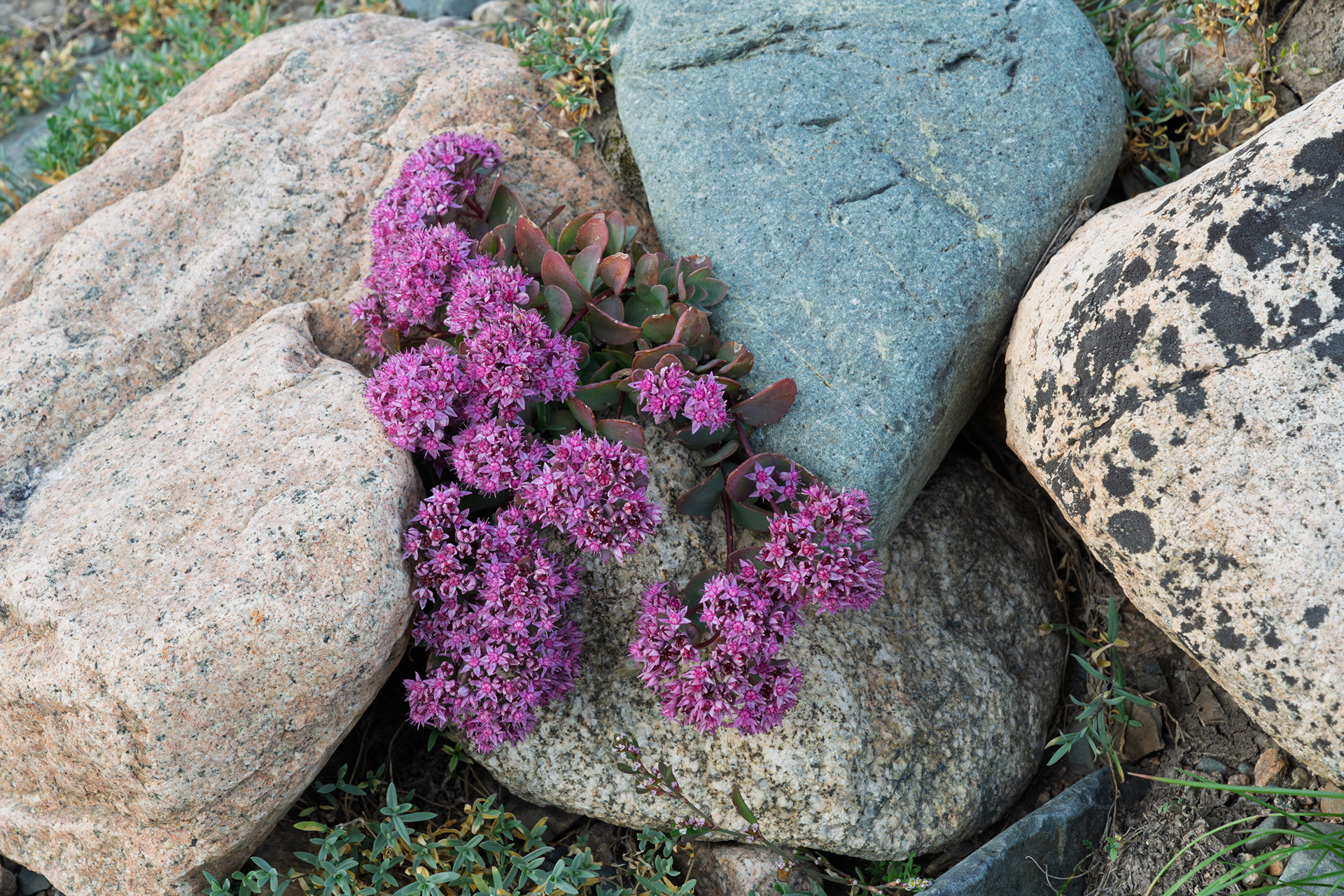 Rock garden