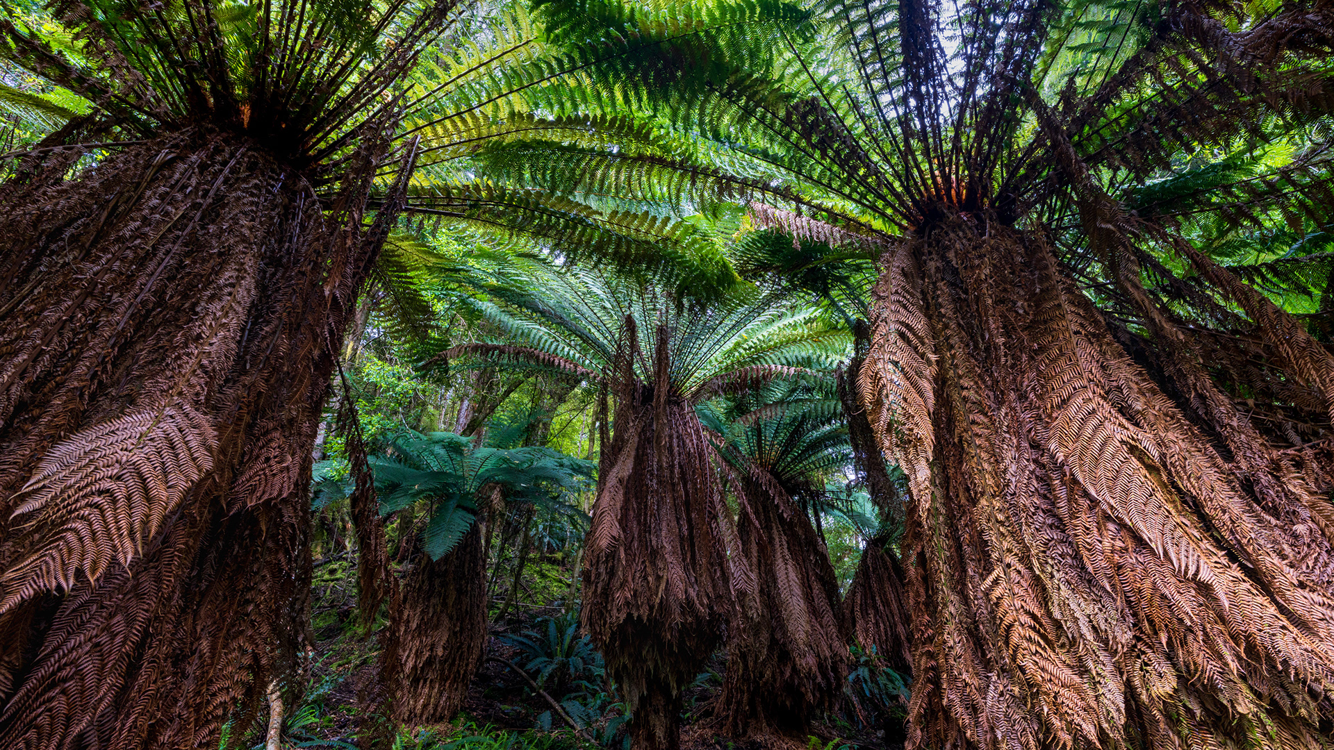 Tree fern forest