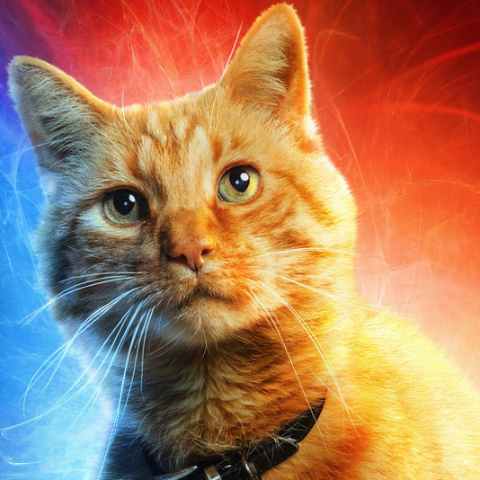 Input Image - Cat