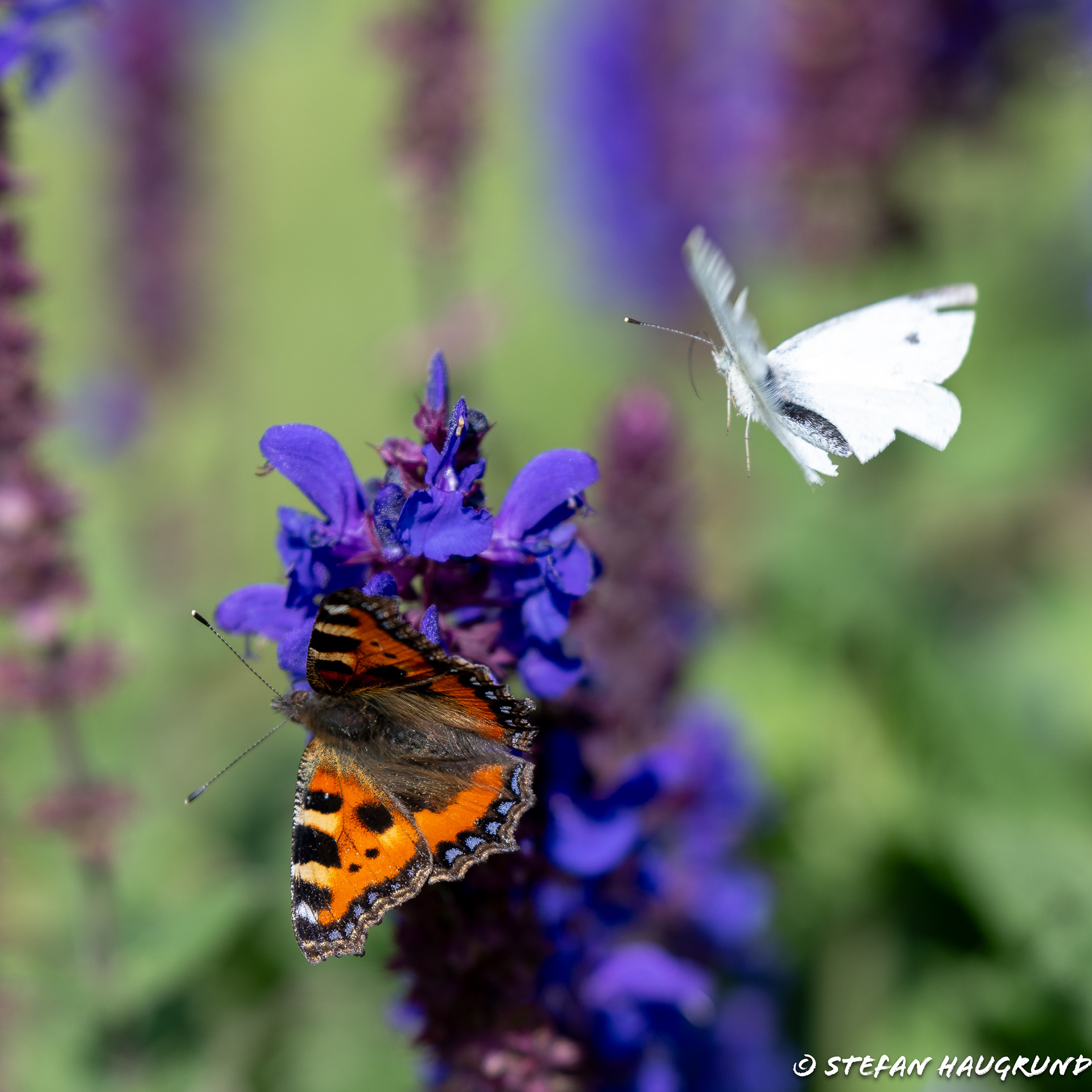 Butterfly meeting
