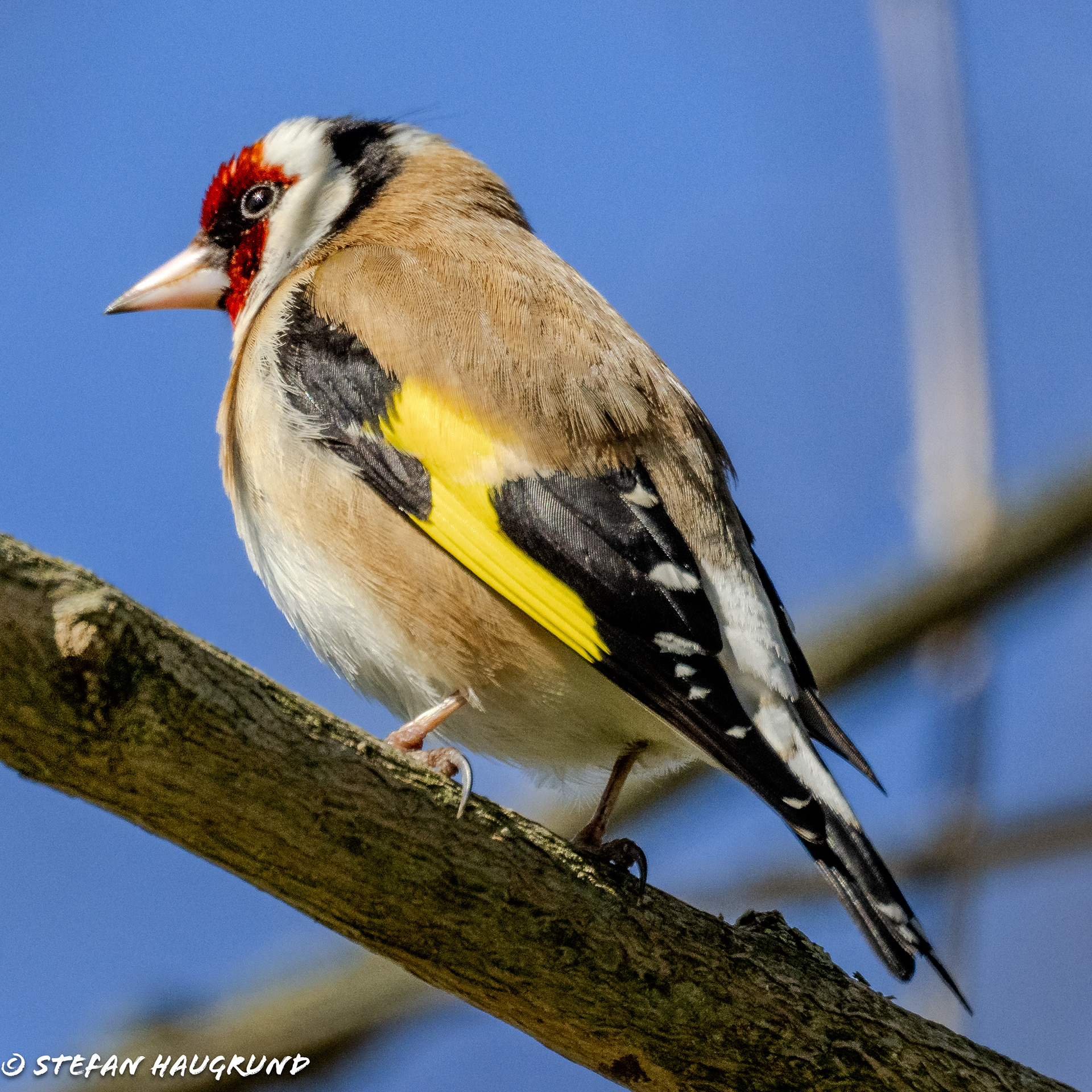 Goldfinch
