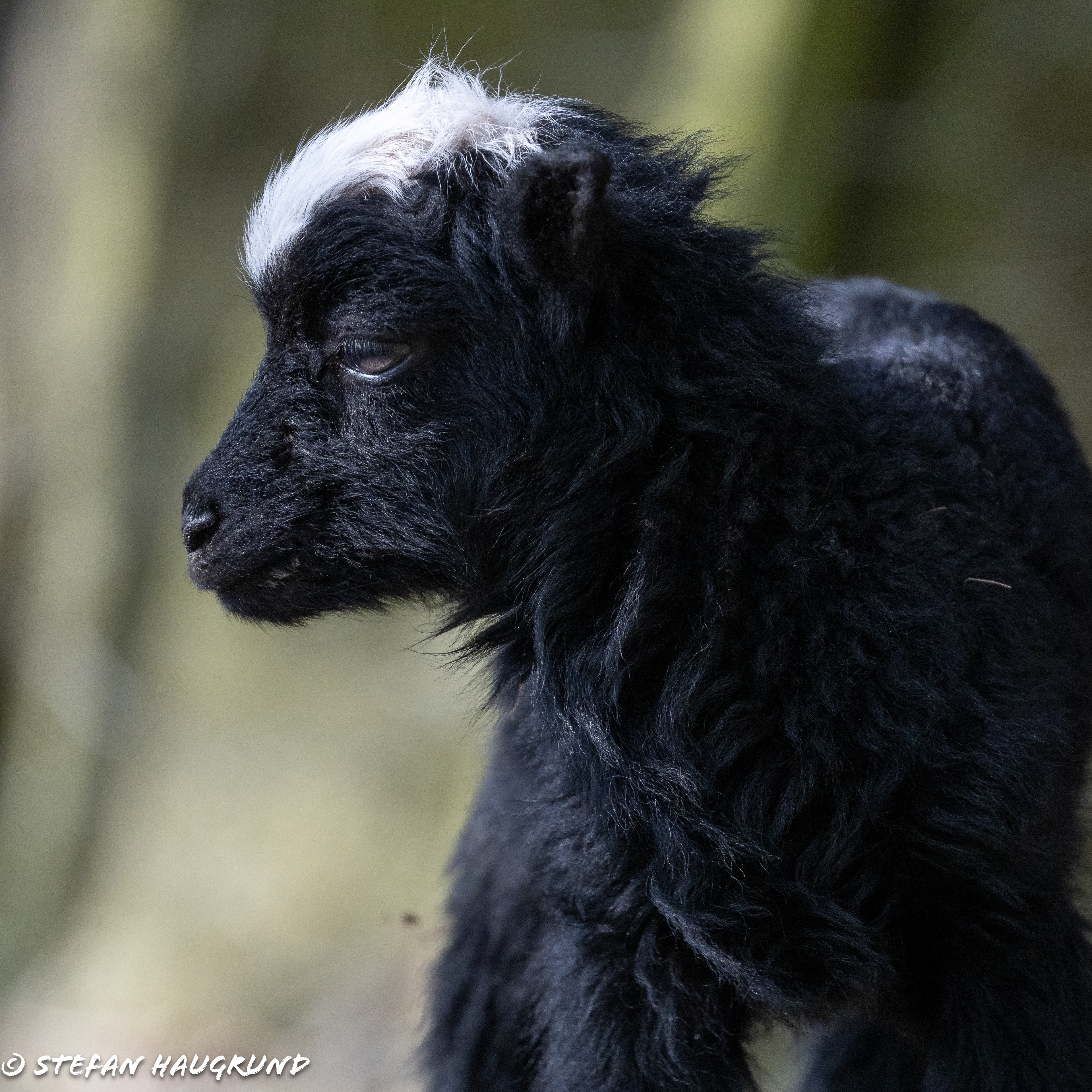 Springtime is lambing time 2