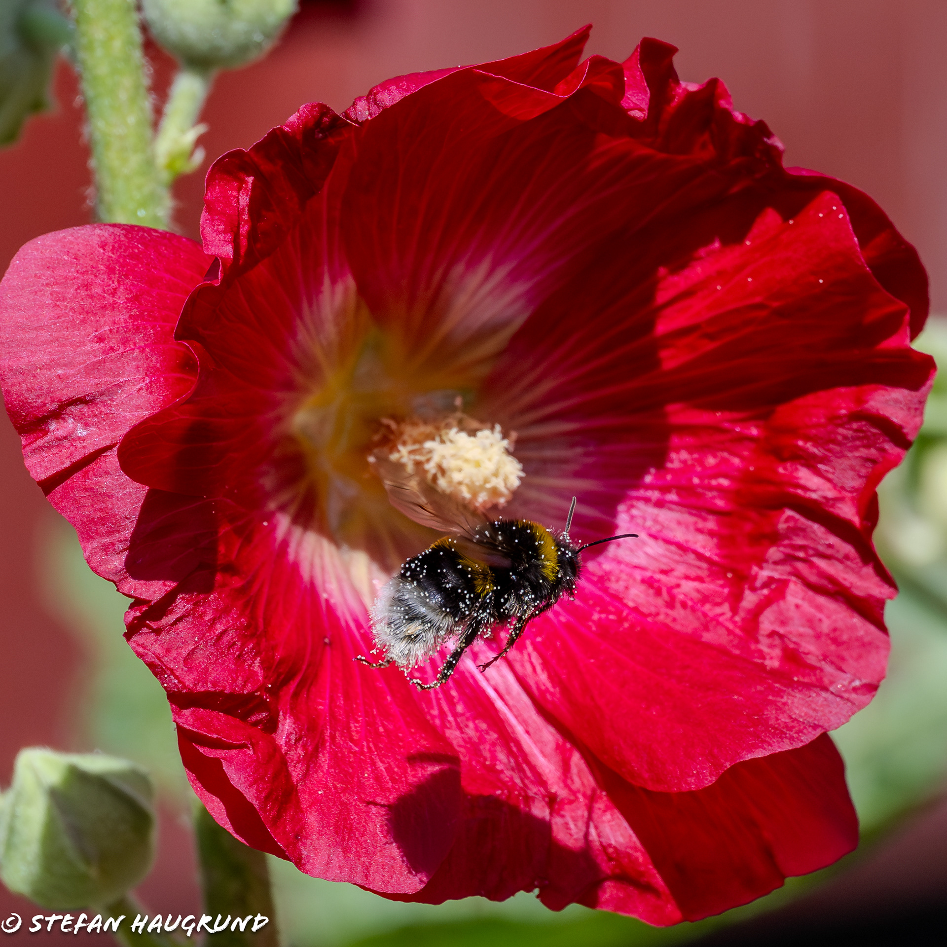 Bathed in pollen