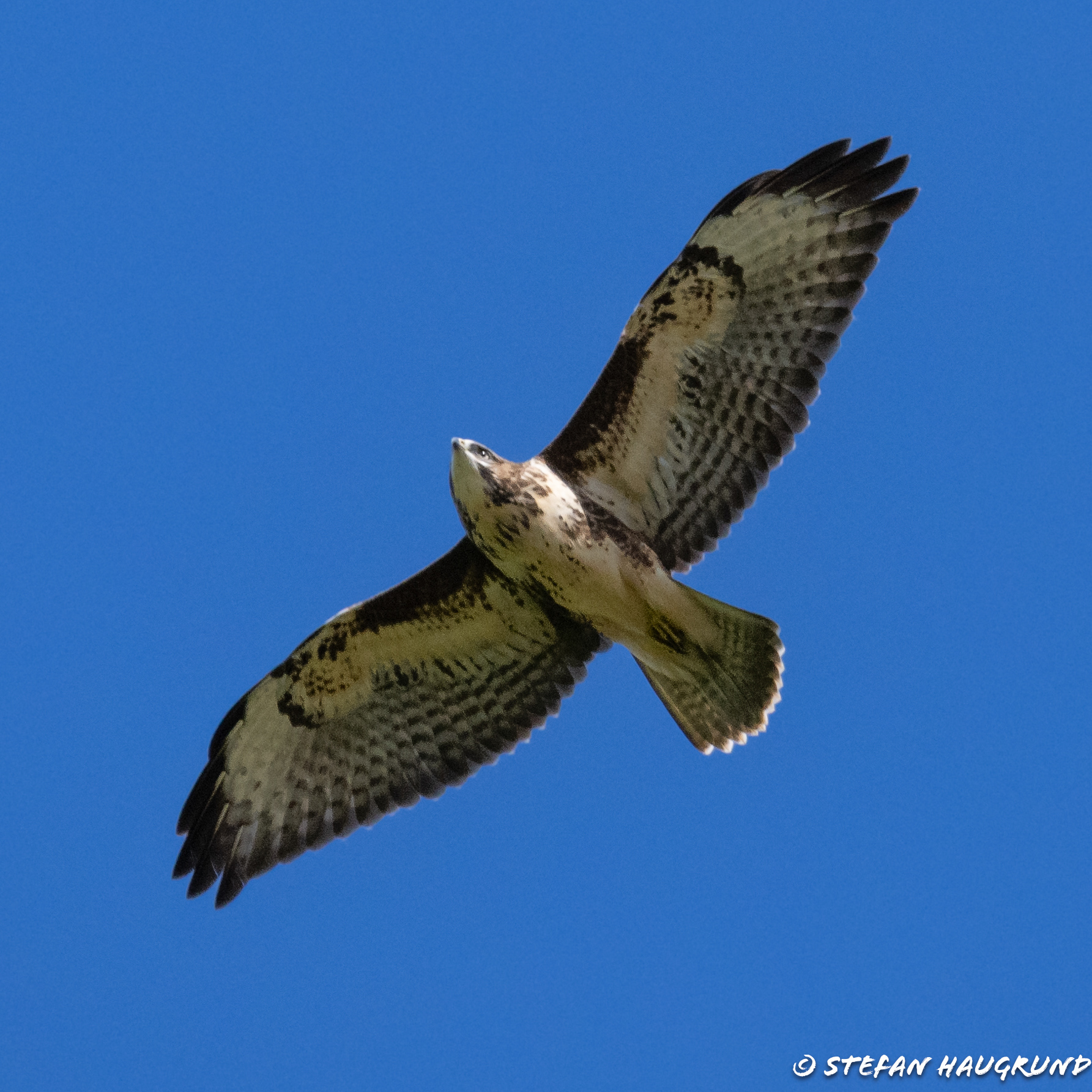 Buzzard: Where is the prey?