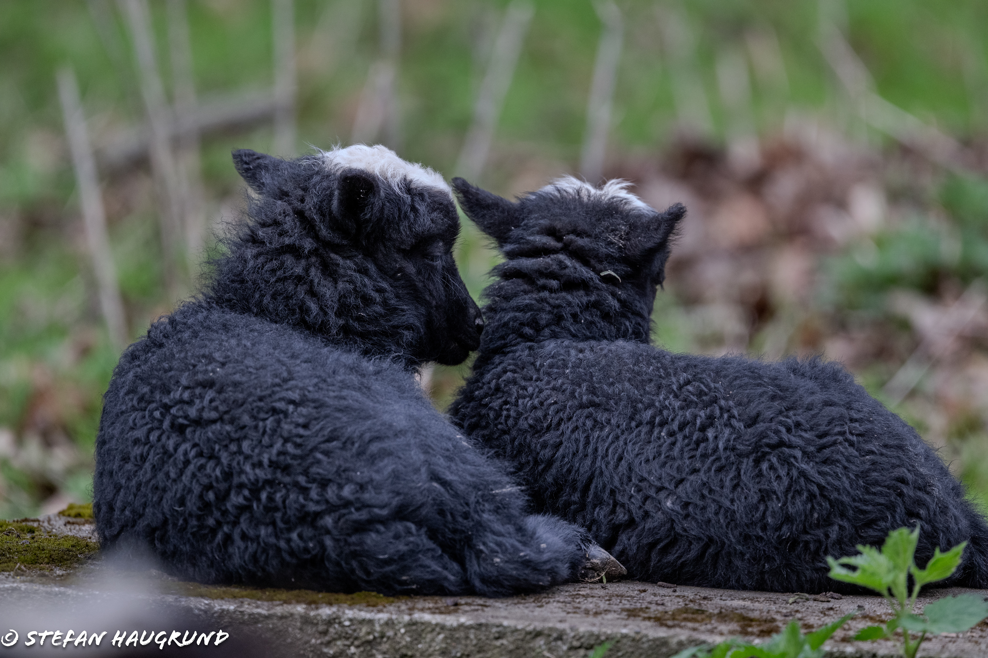 Twins