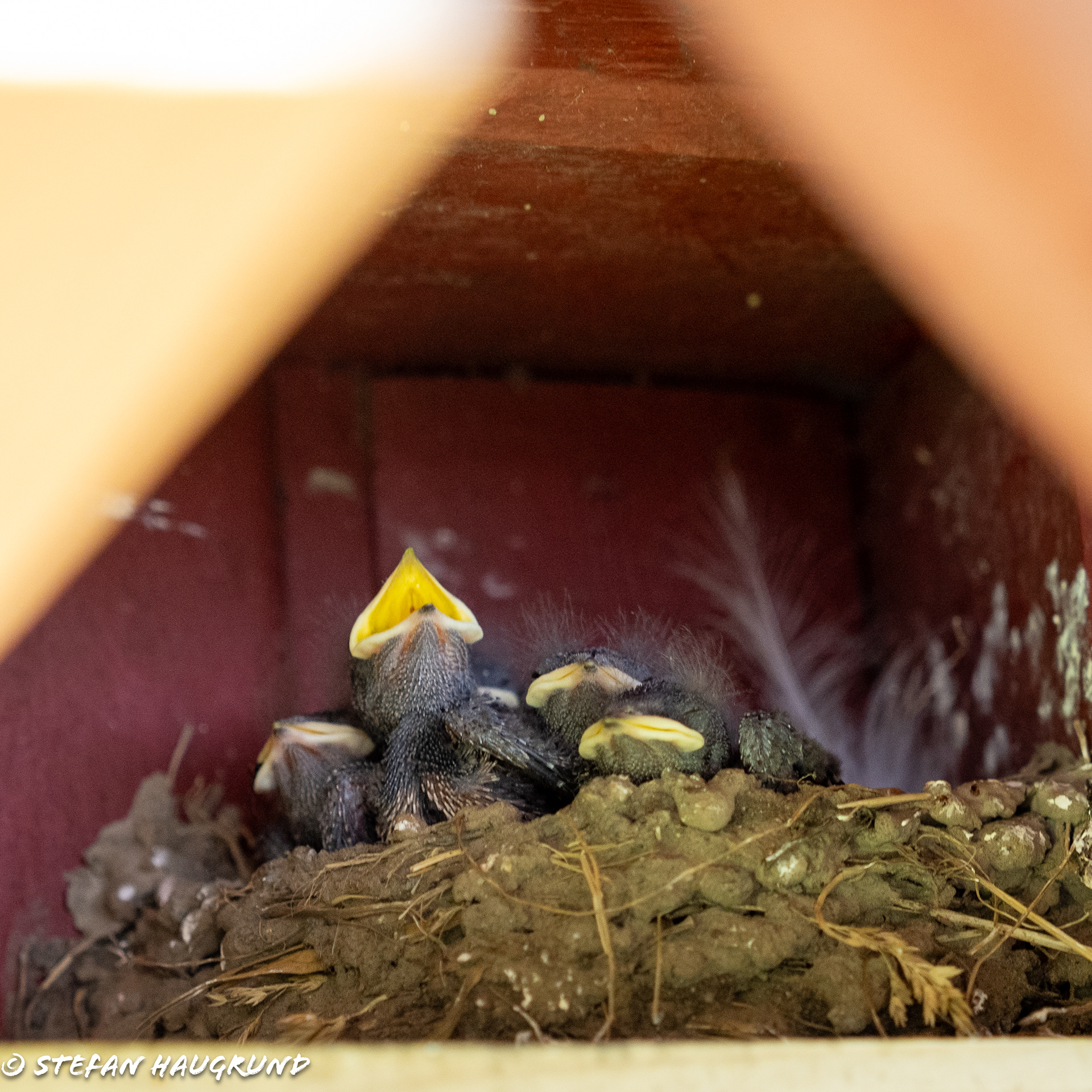 hungry little barn swallows