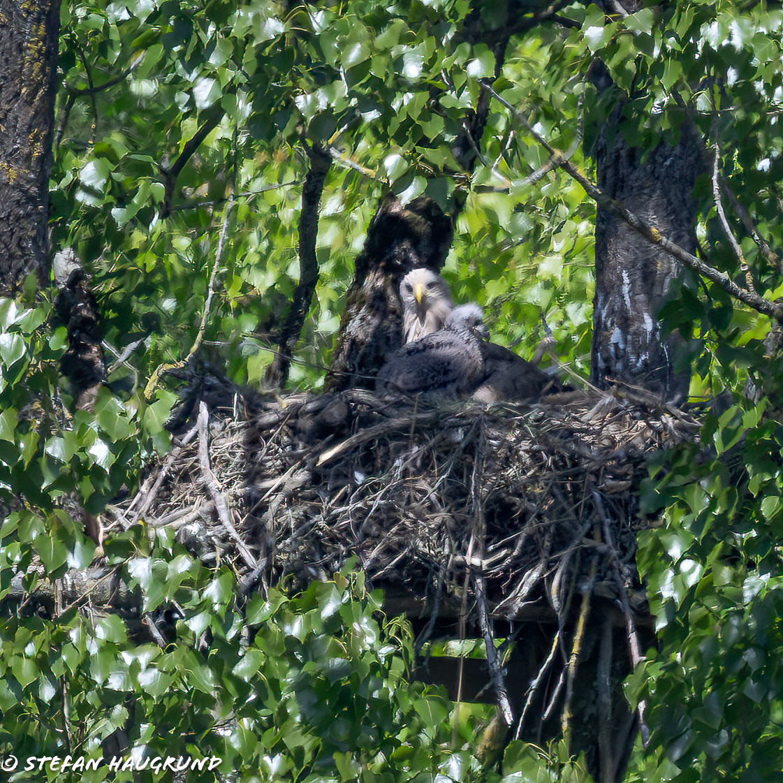 White-tailed eagle with its young