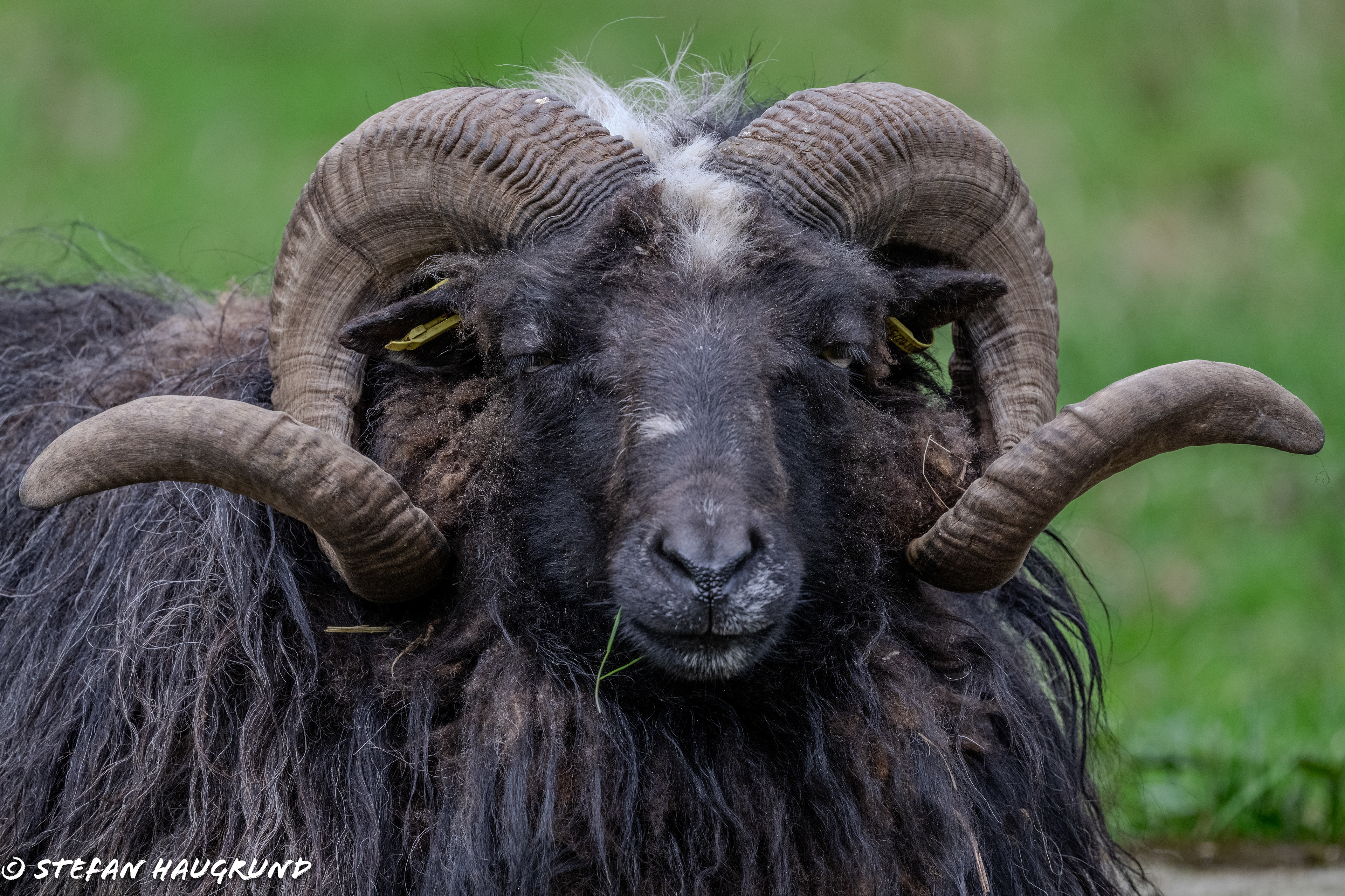 Ram (Skudde) / Skuddenbock