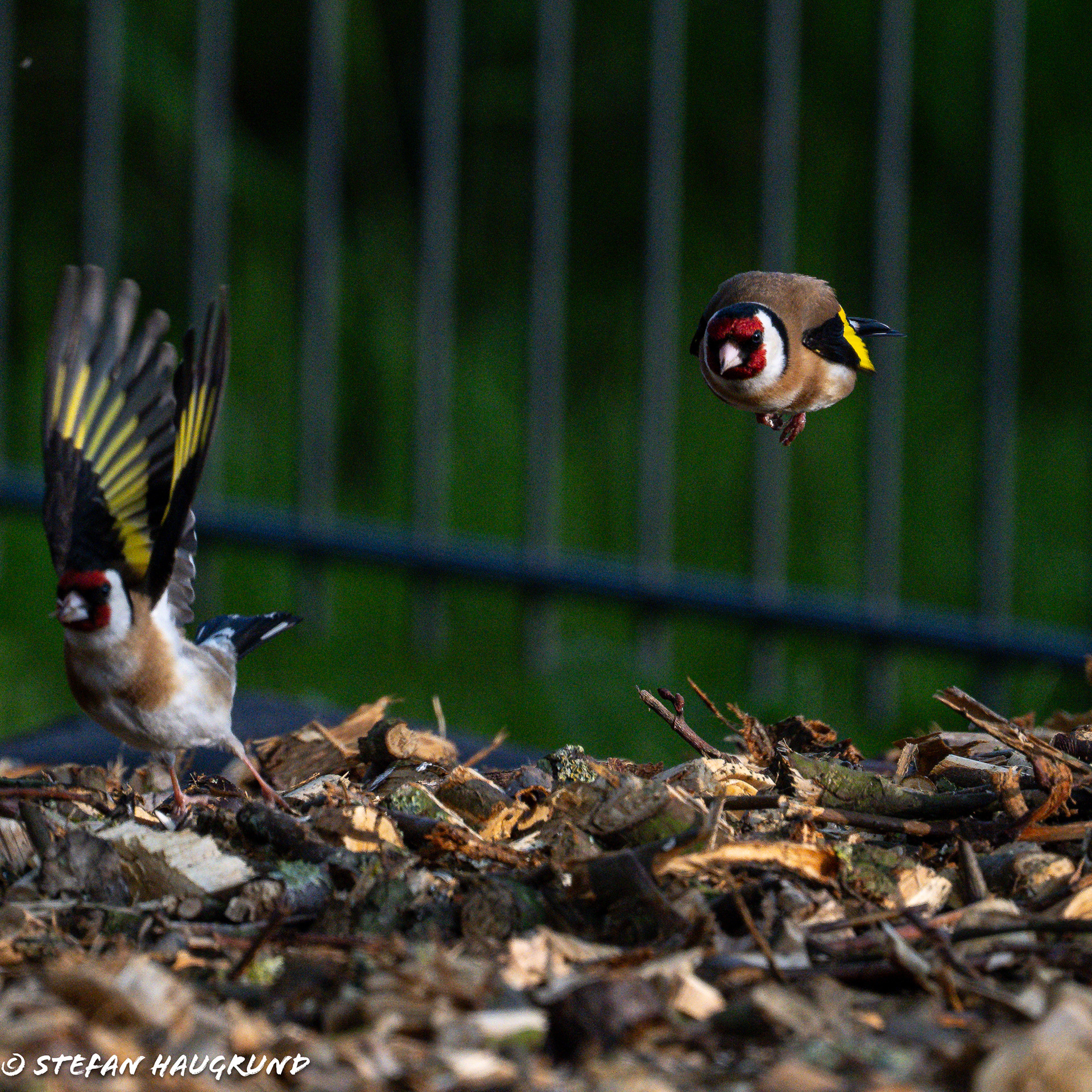 On the run...