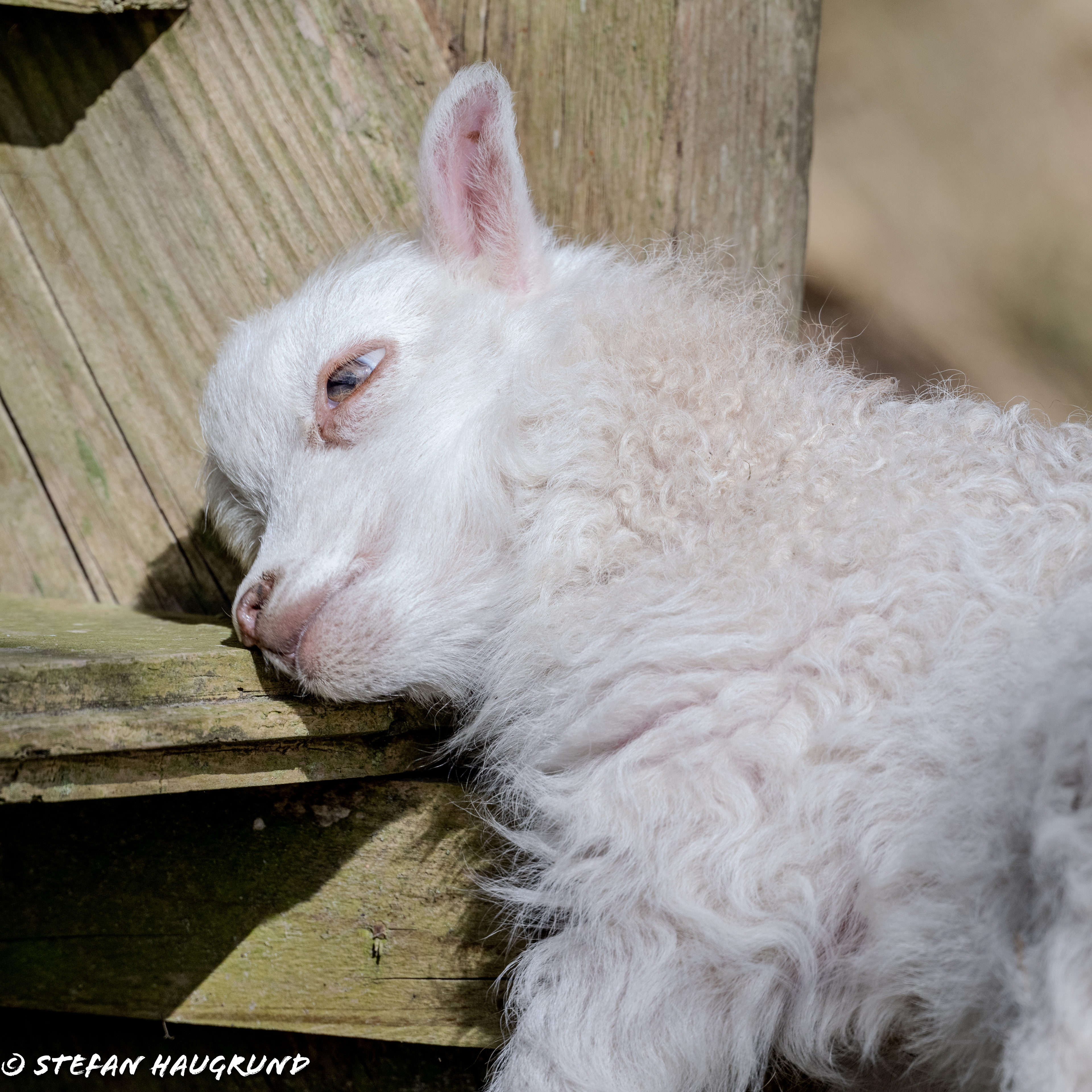 Springtime is lambing time 5