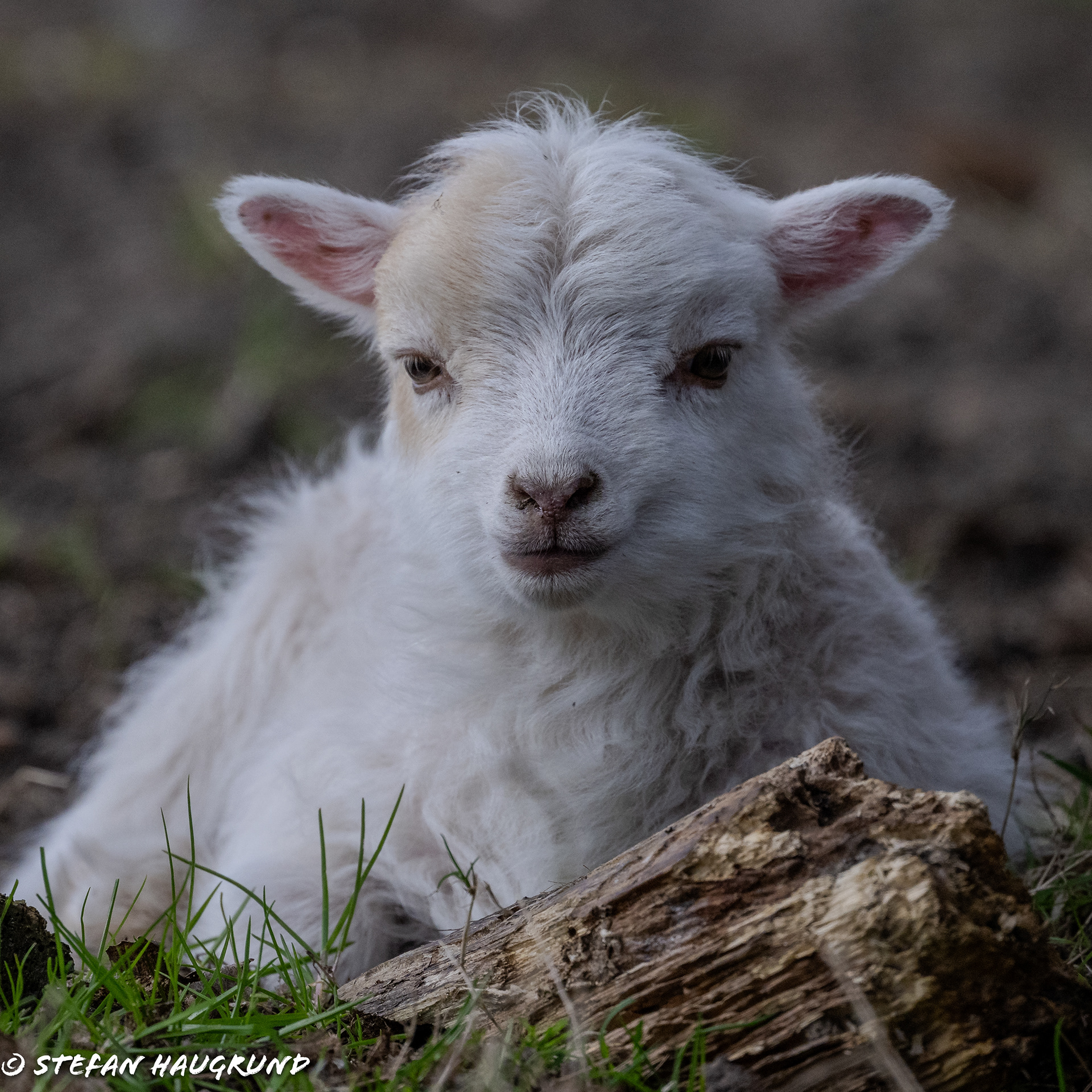 Springtime is lambing time 1