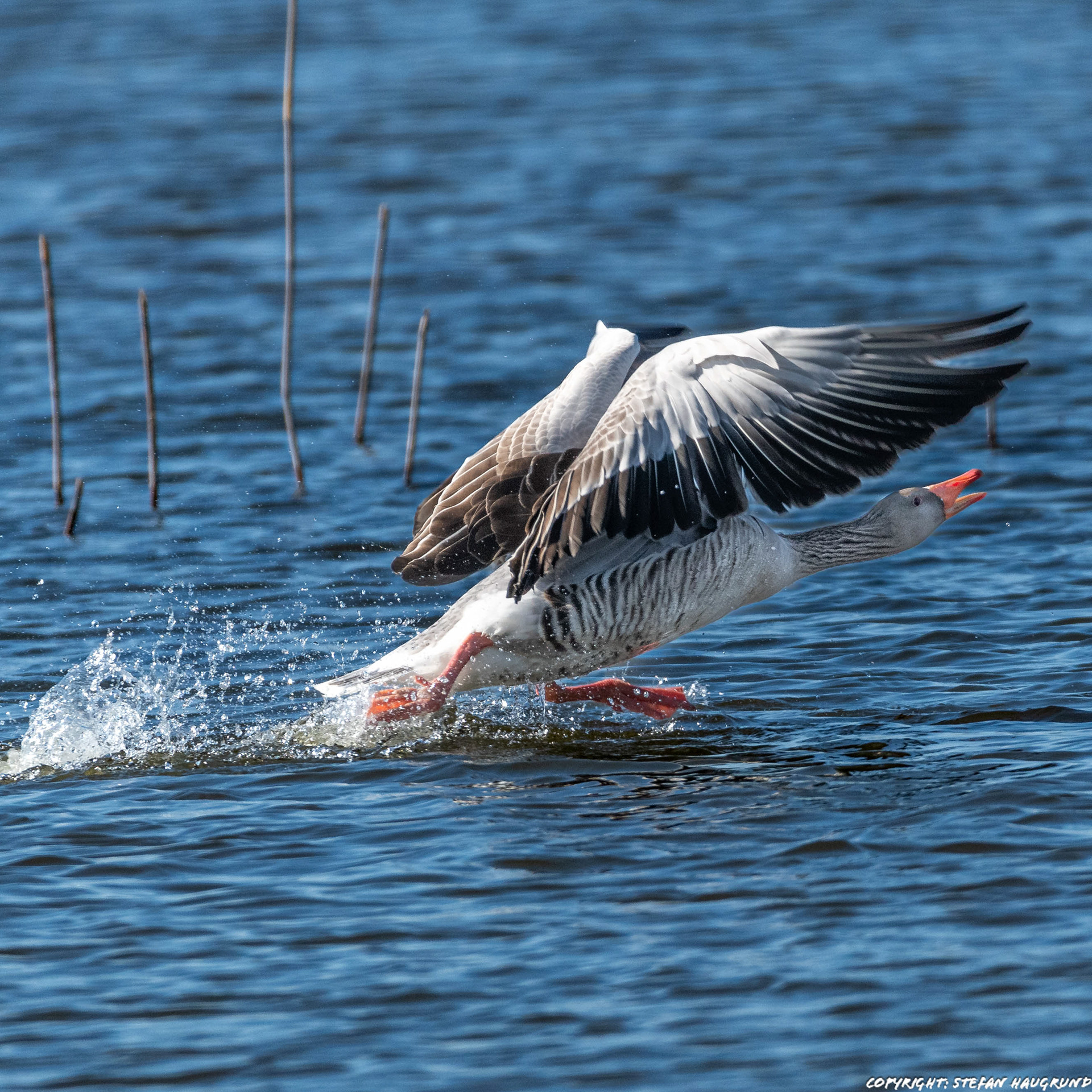 Attack! Get out of here and be careful! You see, I can walk on water. :-)