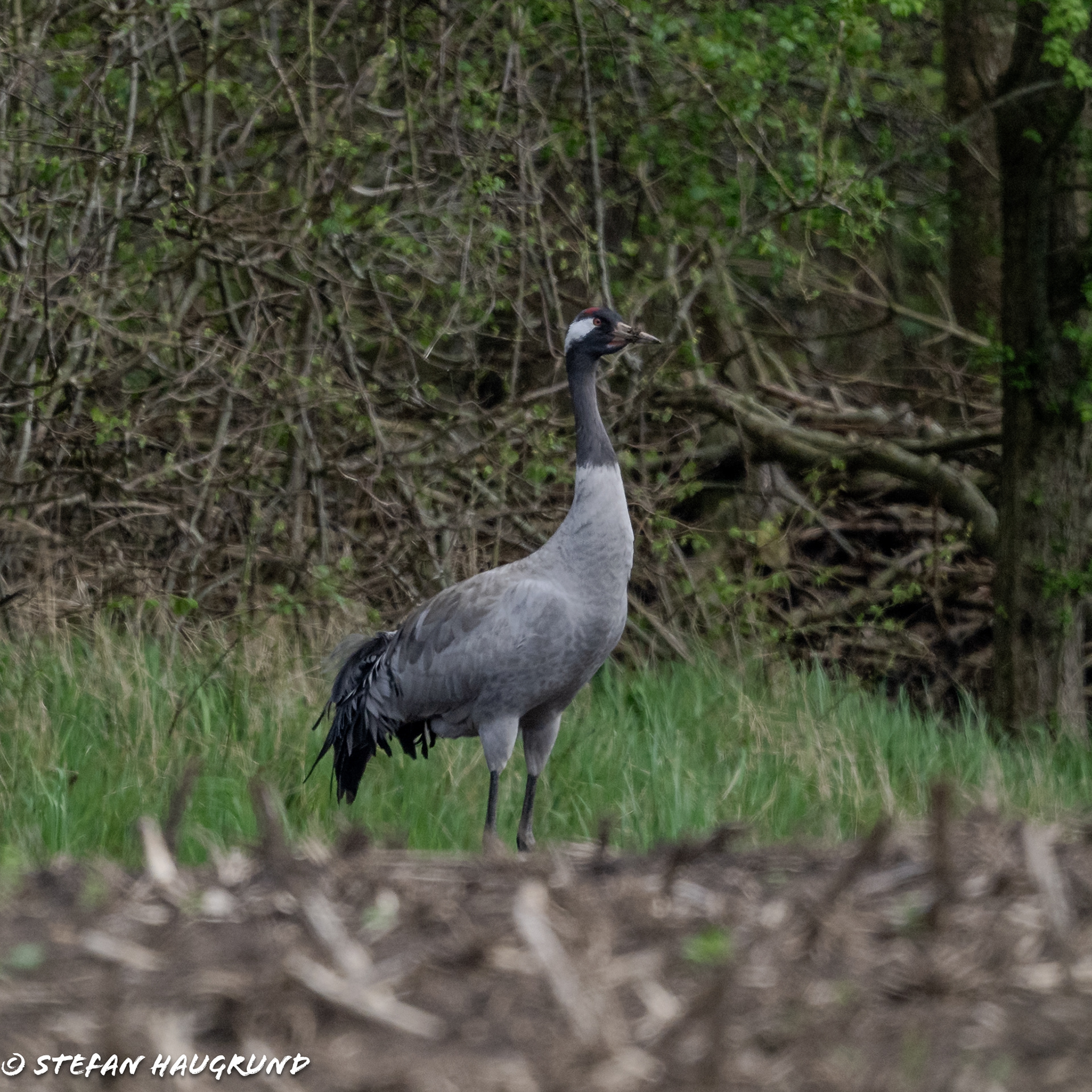 Crane / Kranich