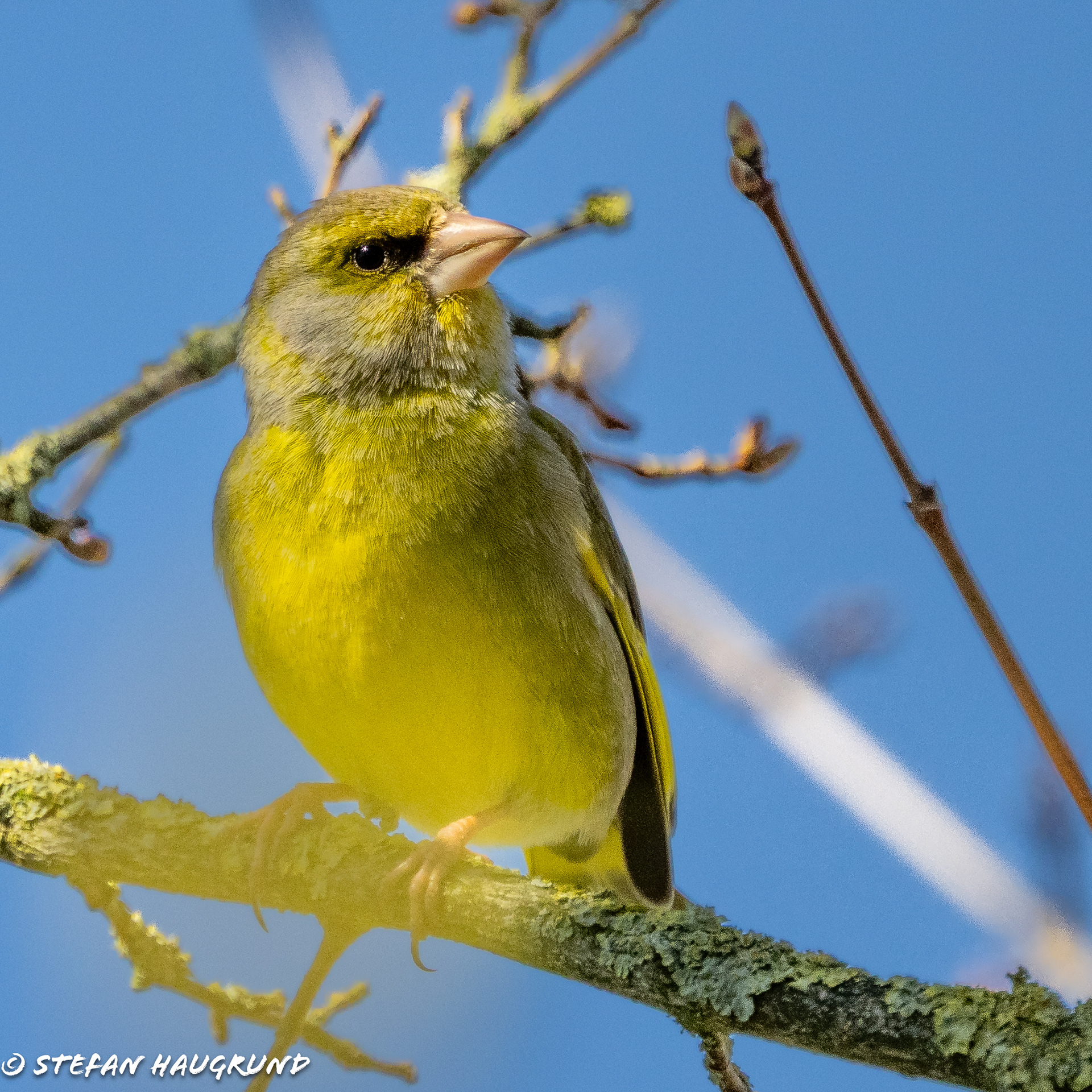 Greenfinch