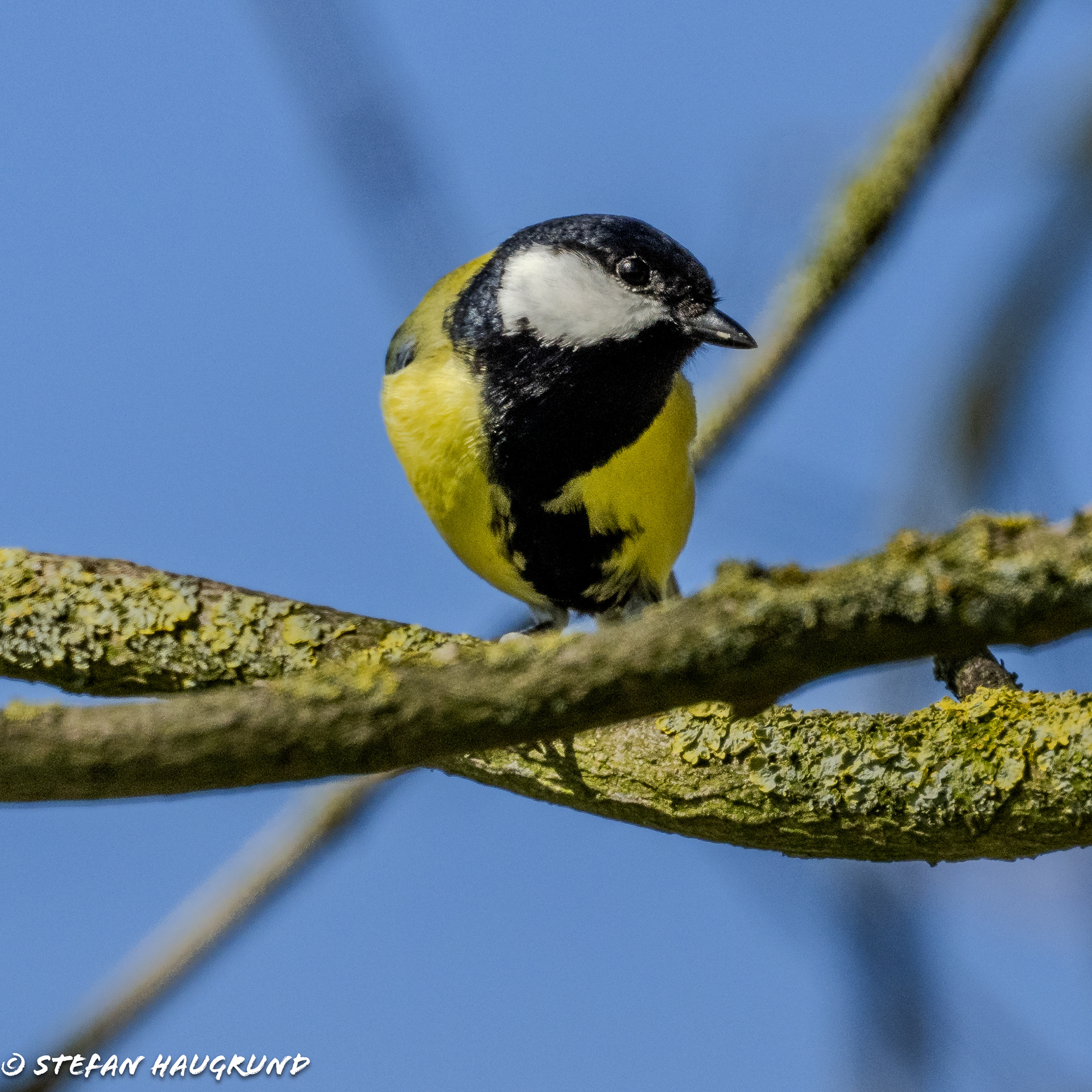 Great Tit