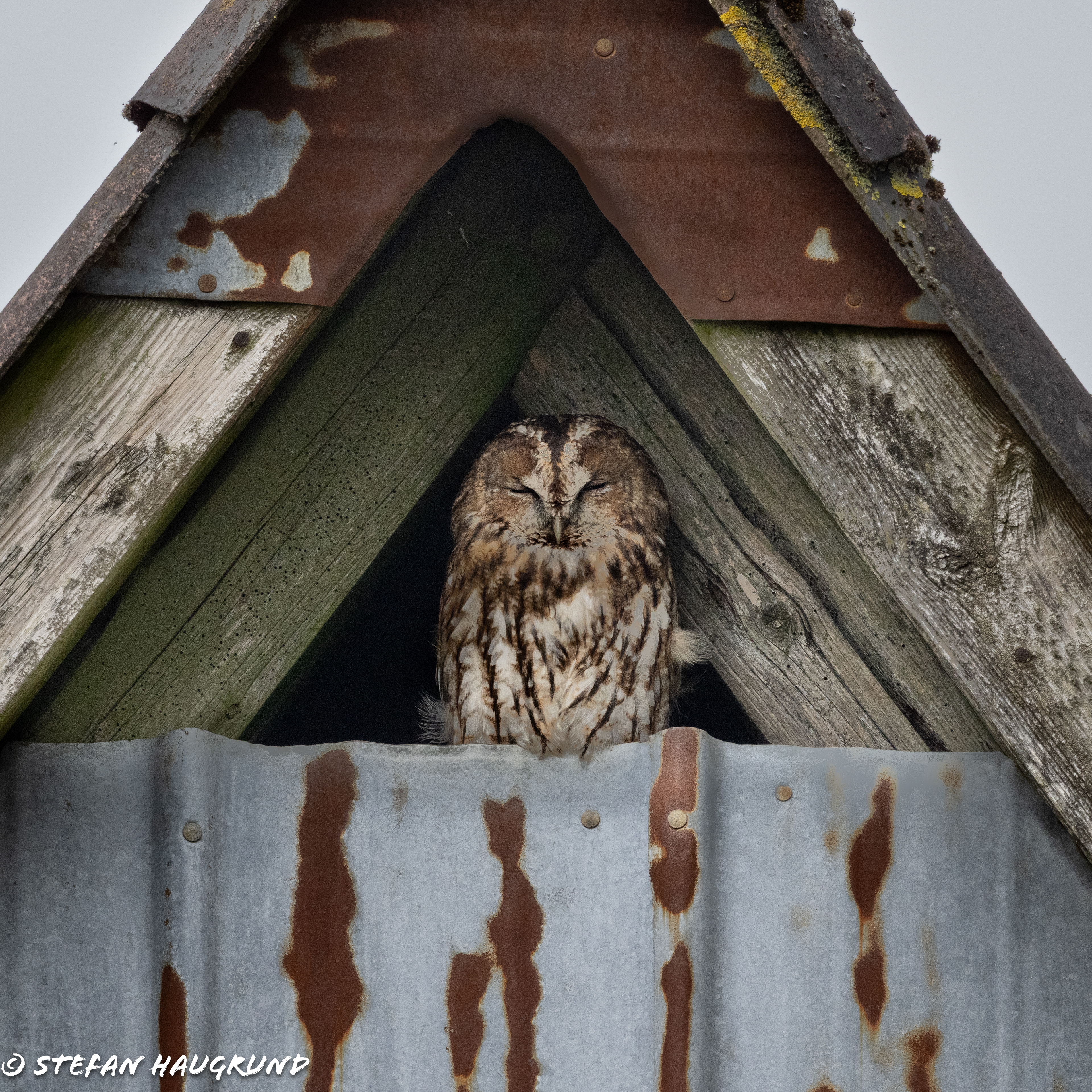 Tawny owl / Waldkauz