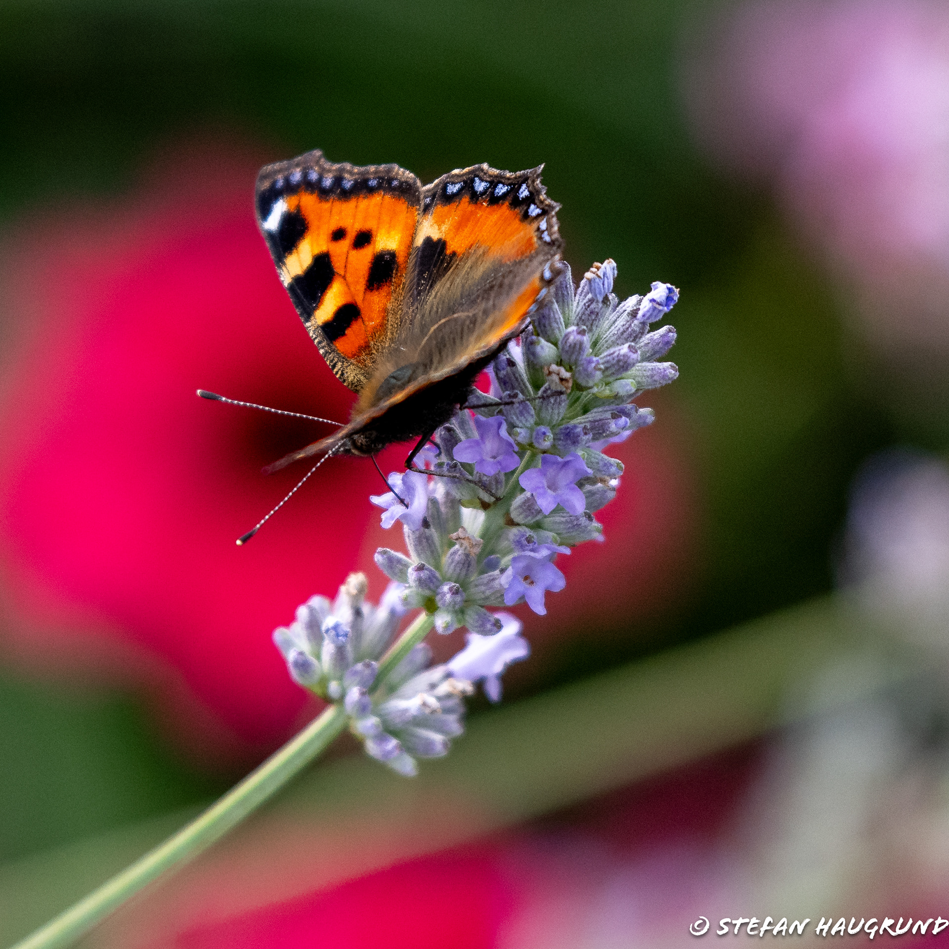 Who does not love Lavender?