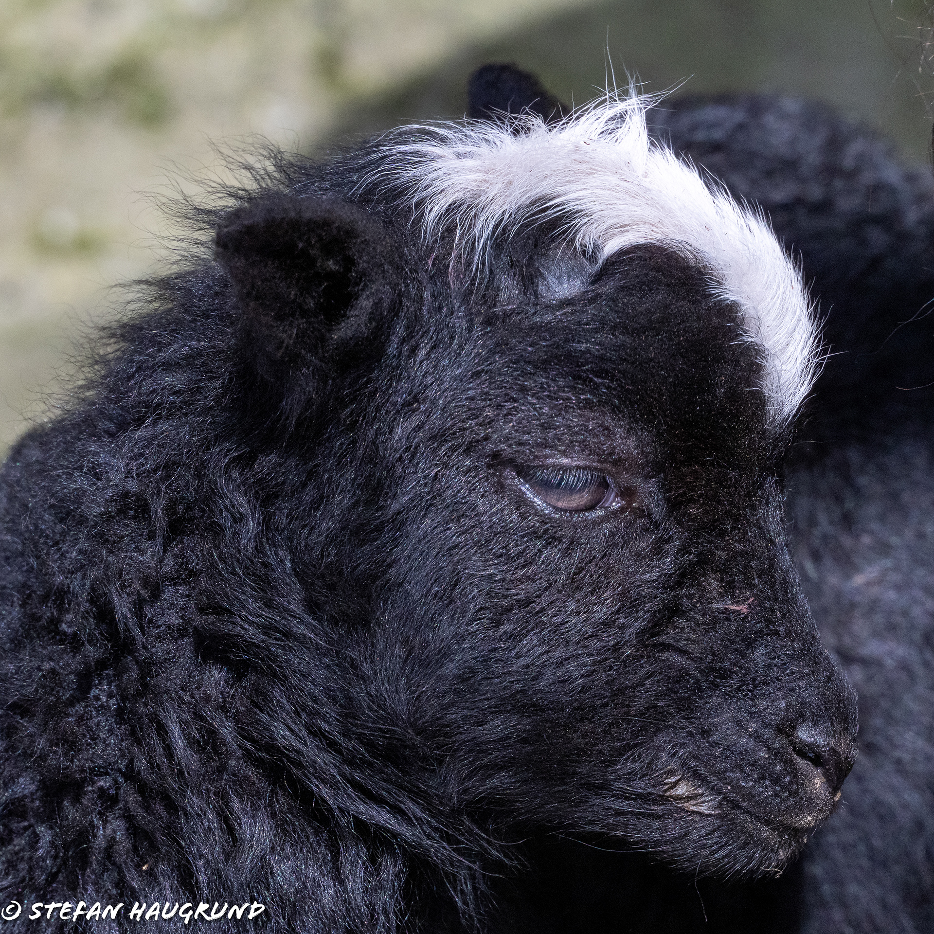 Springtime is lambing time 4