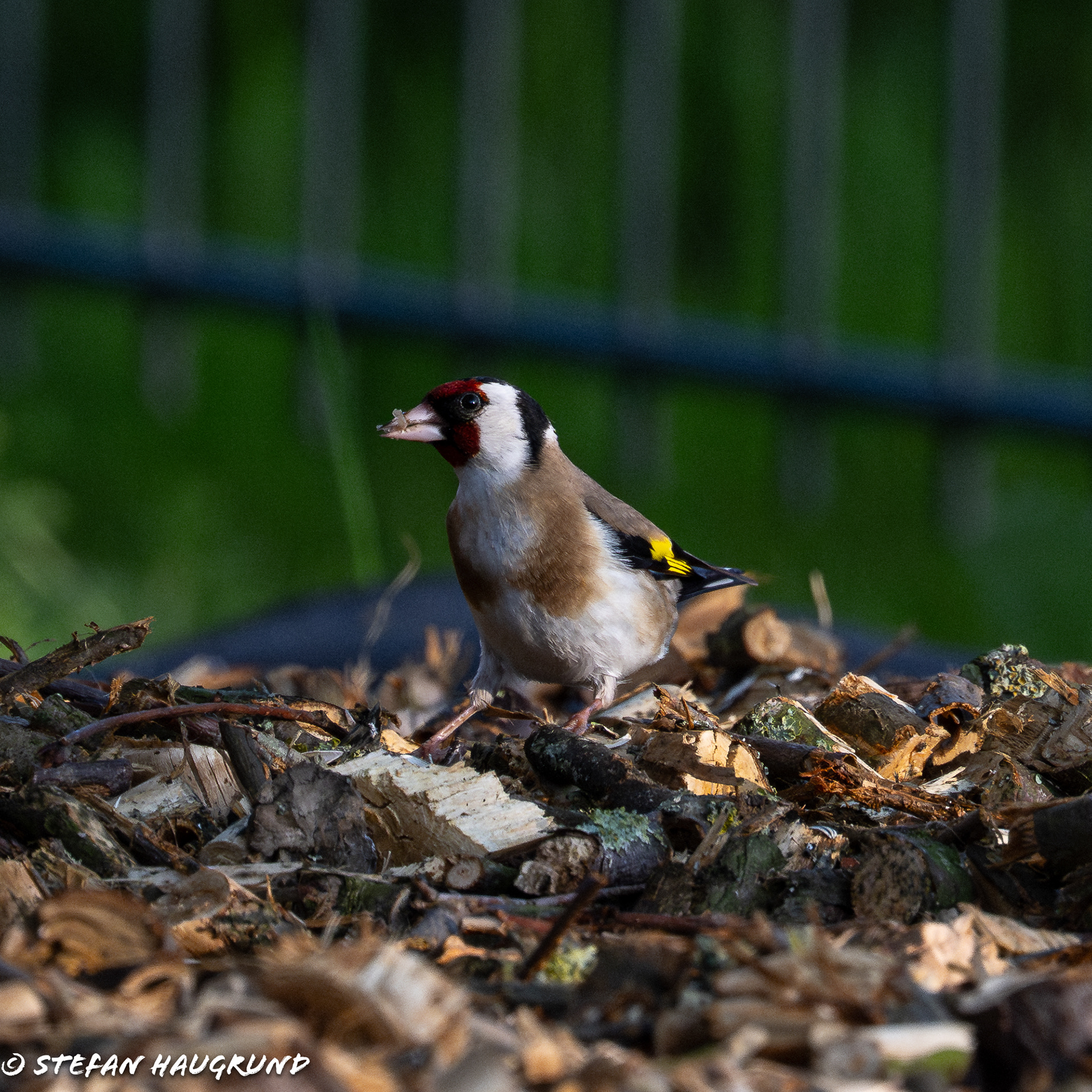 Goldfinch / Distelfink
