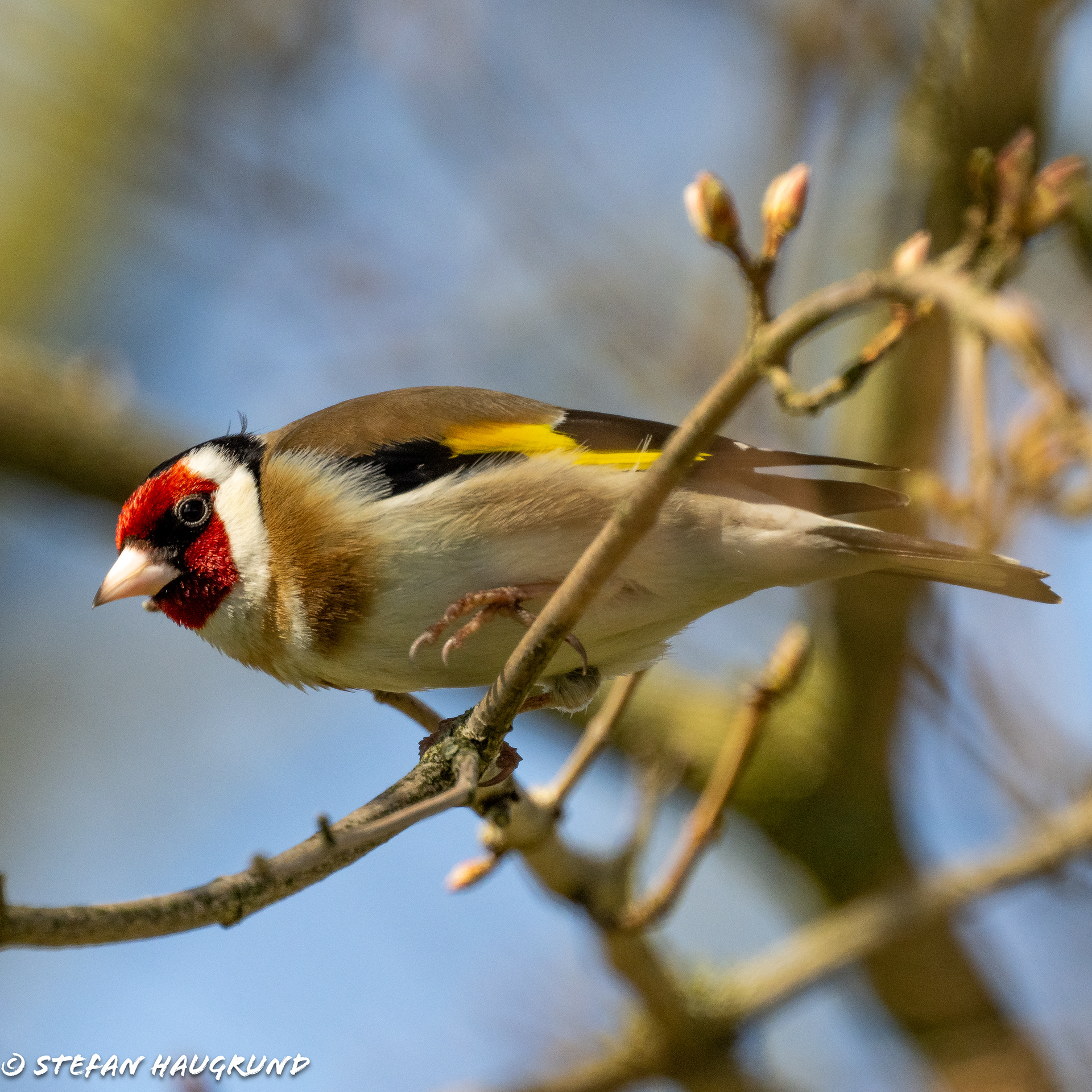 Goldfinch