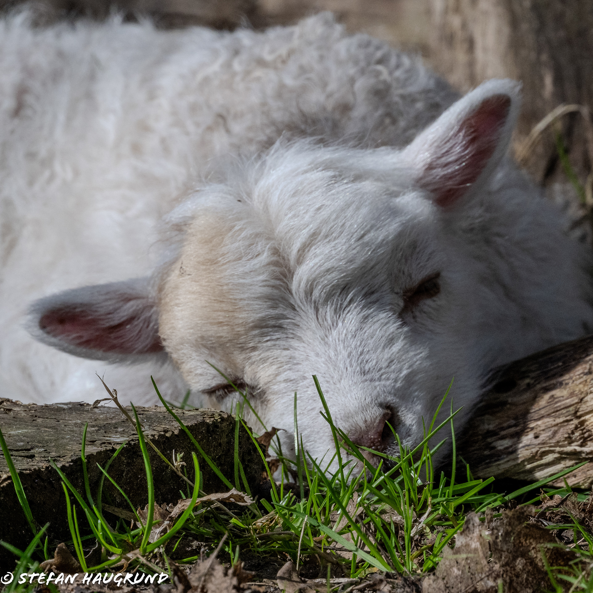 Springtime is lambing time 3