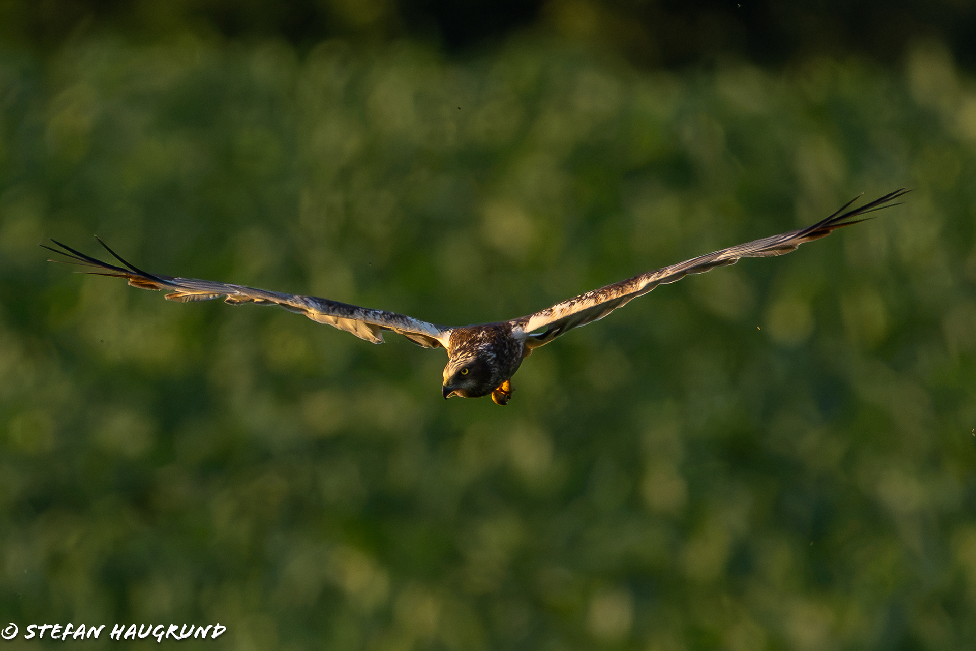 Marsh Harrier on the evening hunt (2)