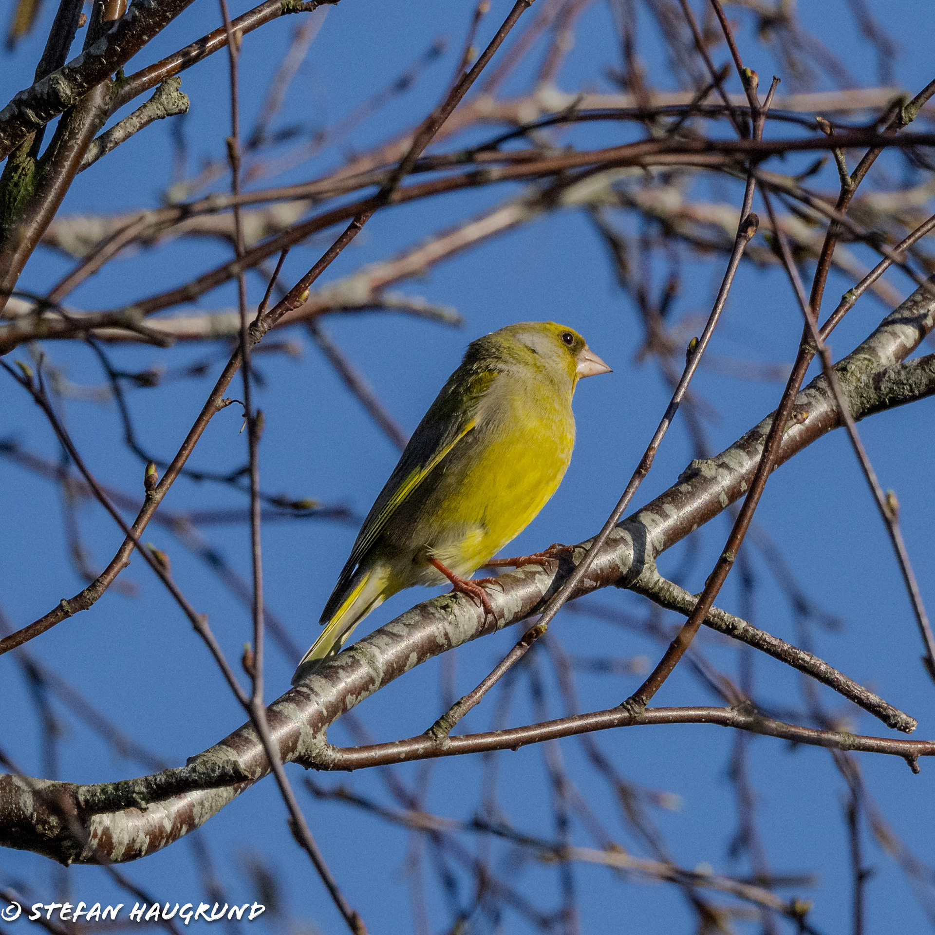 Greenfinch