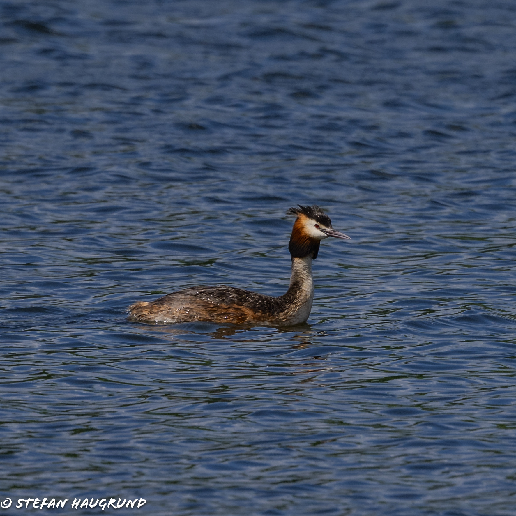 Great Crested Grebe