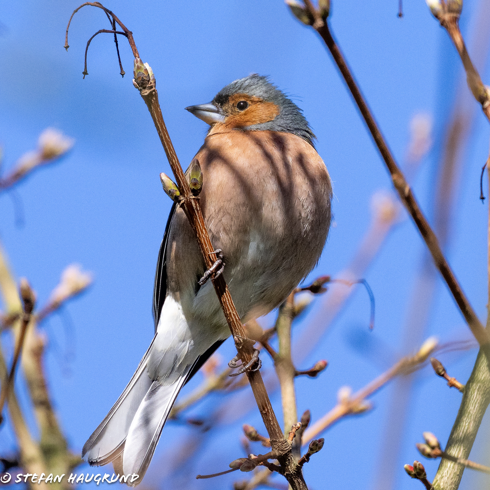 Chaffinch