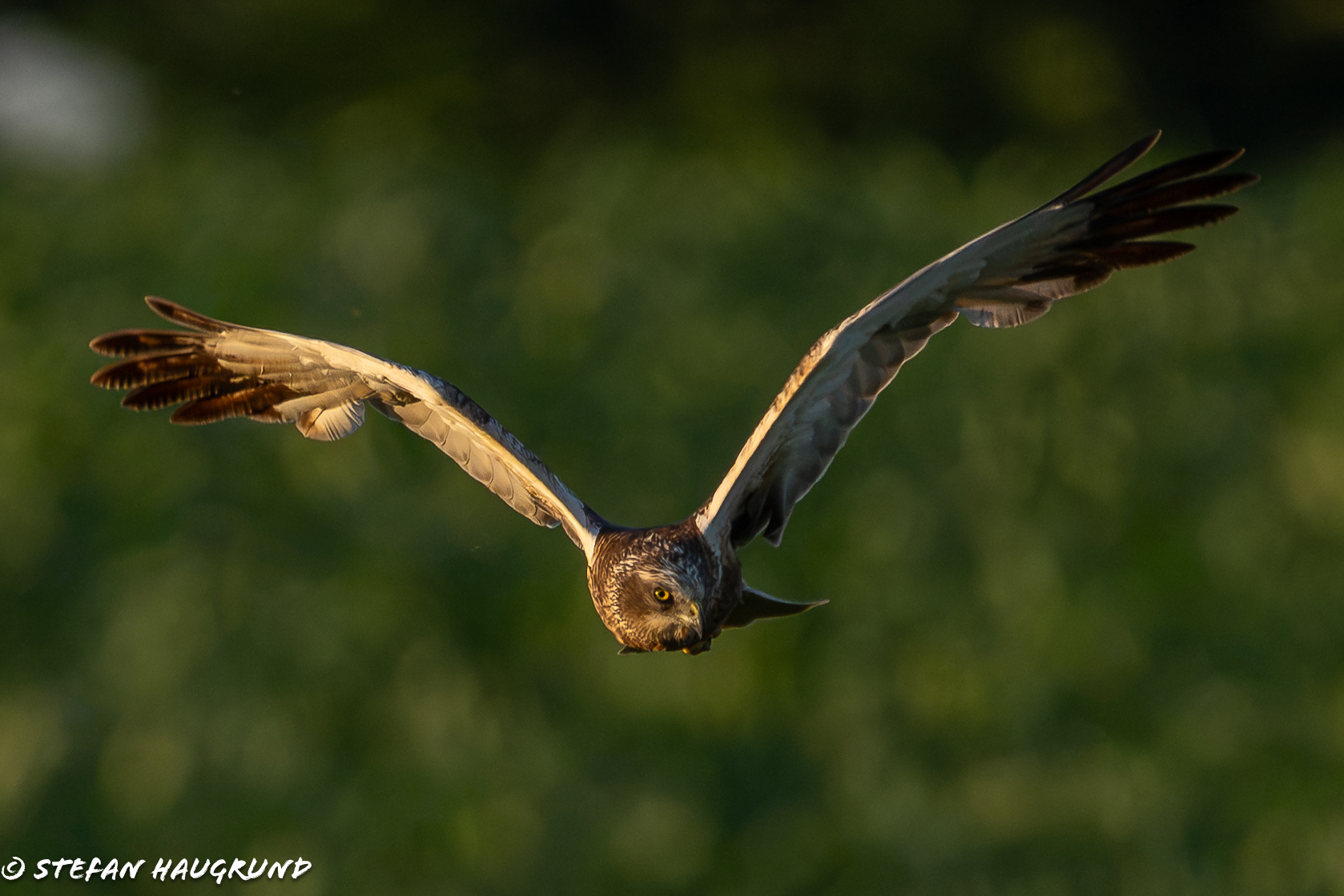 Marsh Harrier on the evening hunt (1)