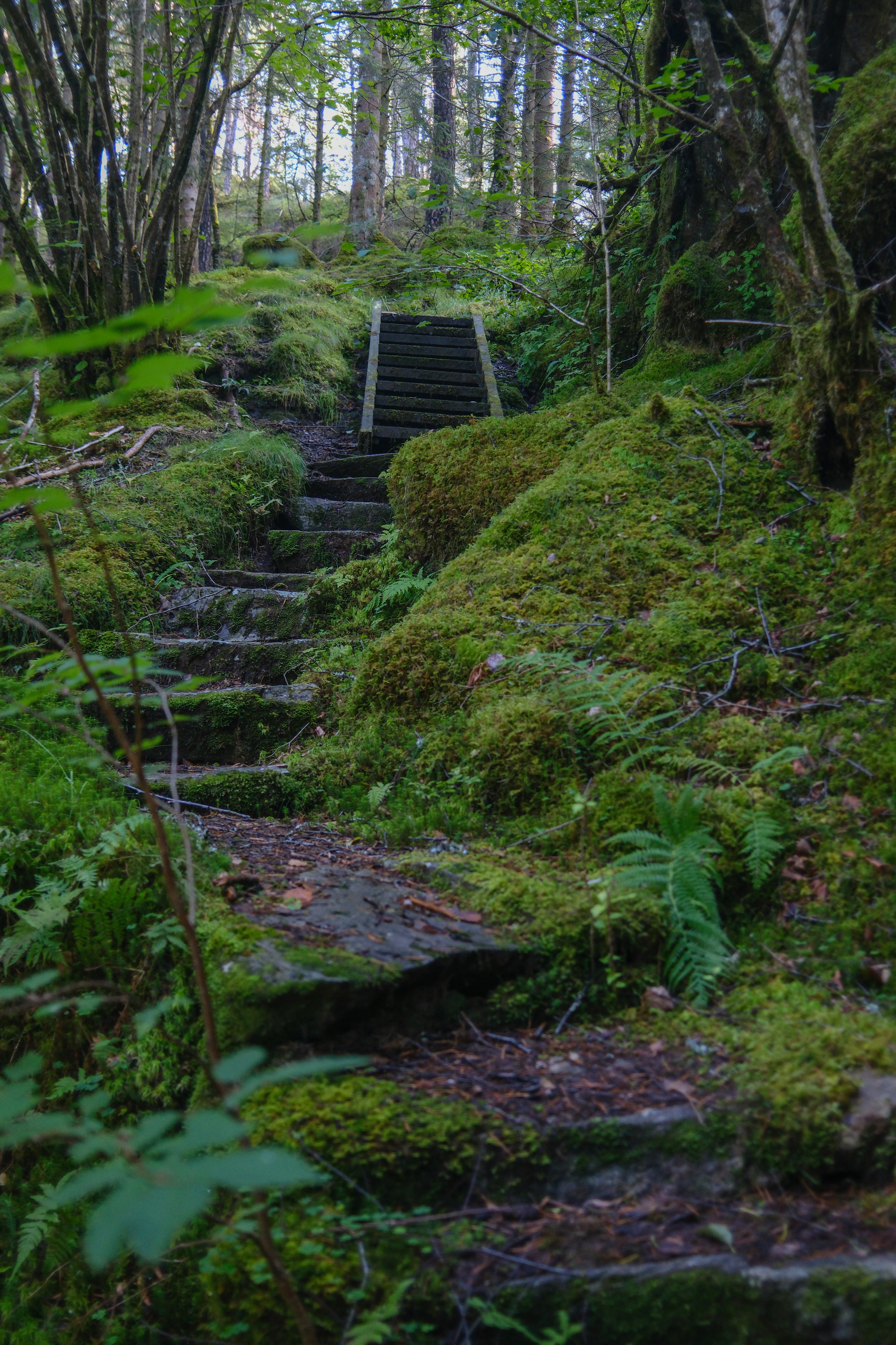 stairs in the middle of a forest in norway, green moss all around