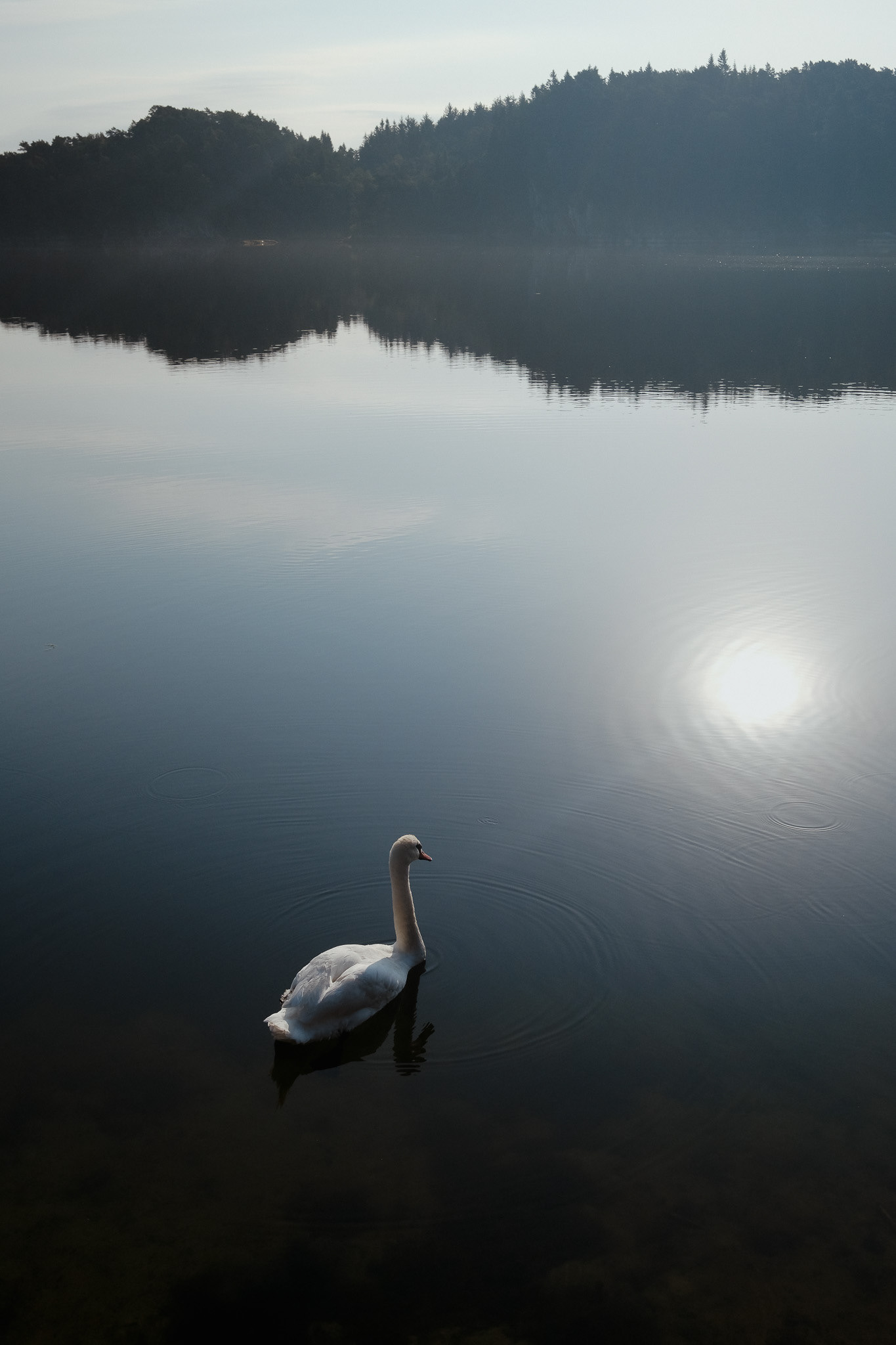 swan in the north see with a ray of light in peaceful waters in norway
