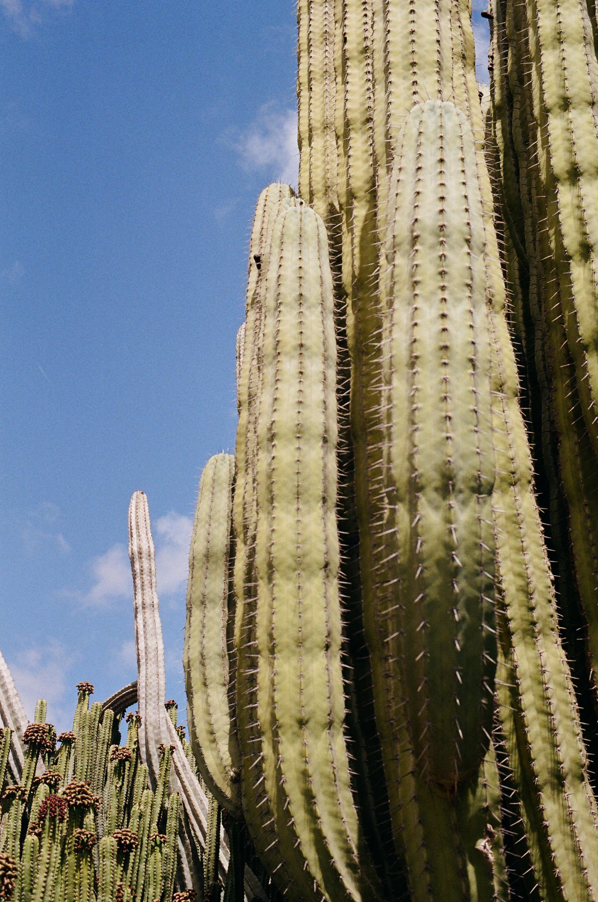 cactus, cactus with blue sky, lanzarote, cactus in lanzarote, blue sky and clouds 