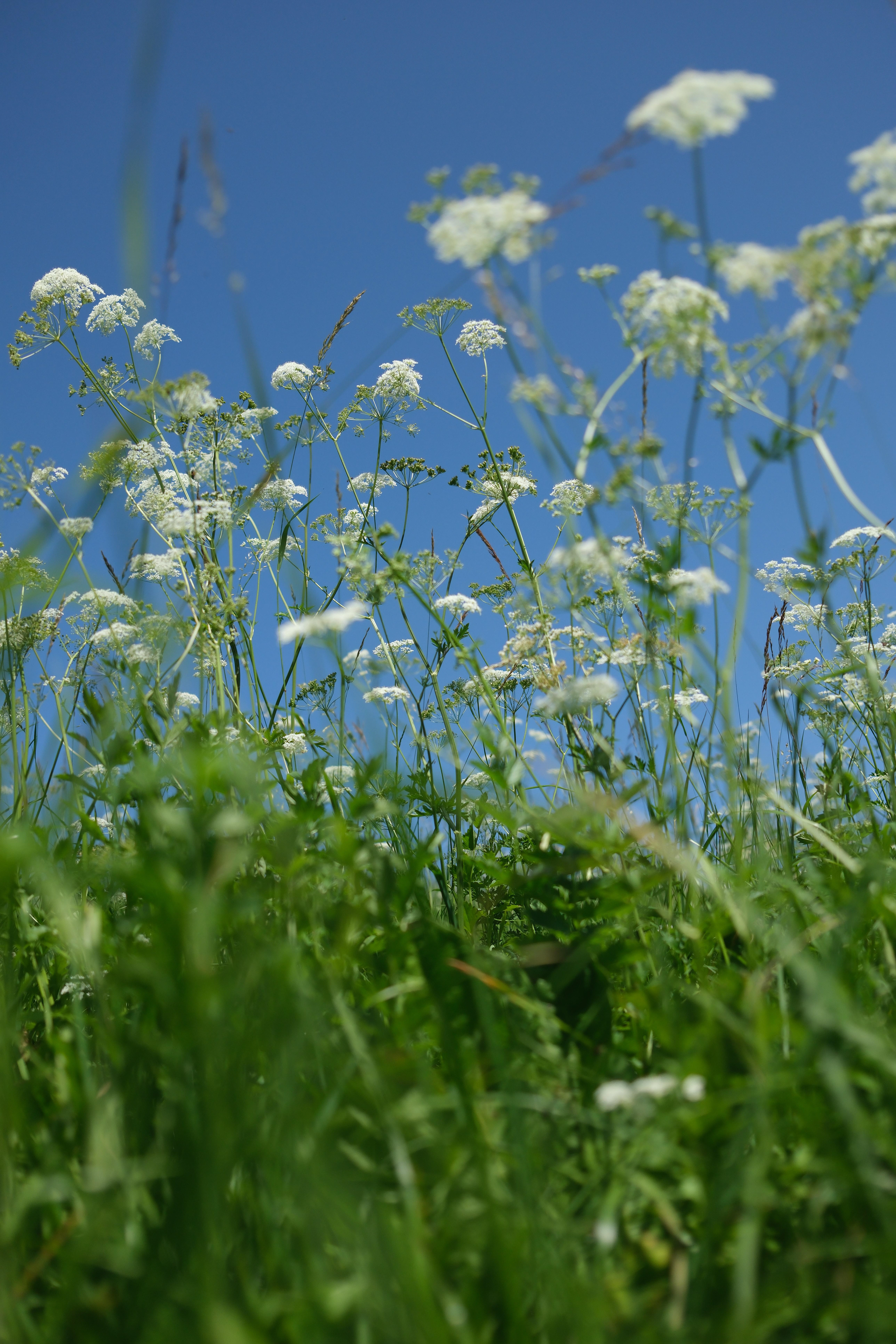 white flowers in the field photographed from the bottom with blue sky, mountain view