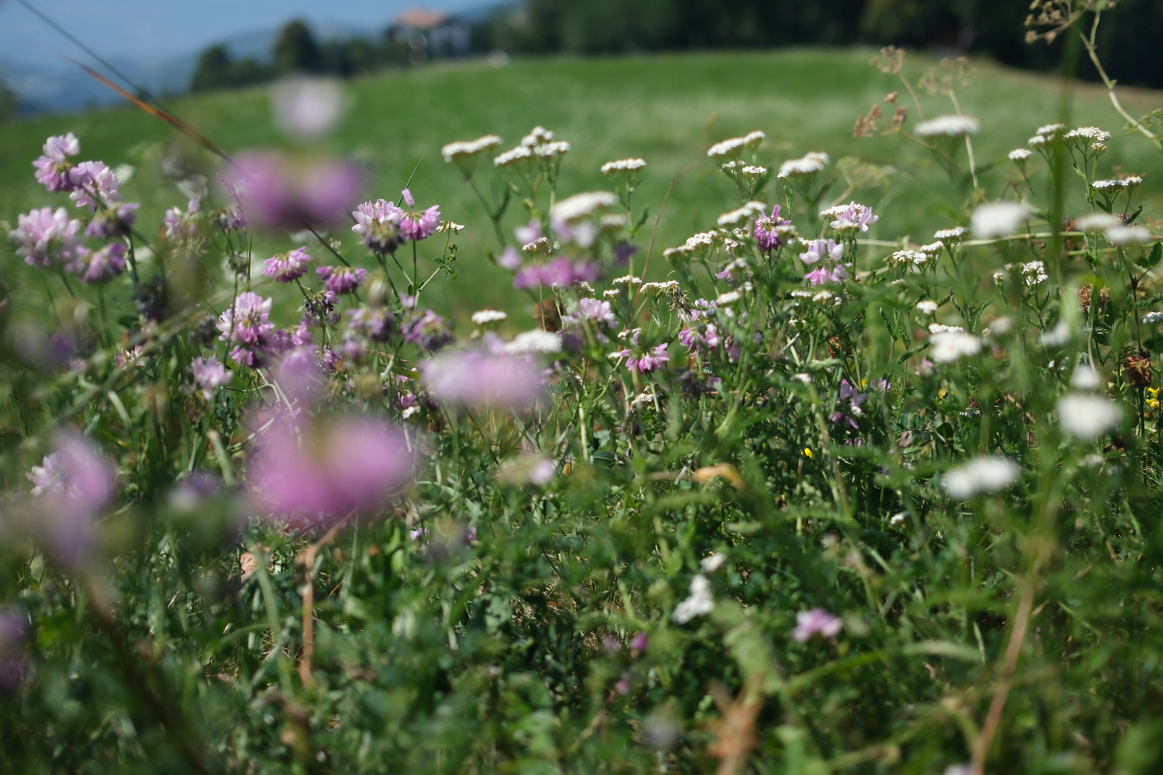 beautiful mountain grass with Liliac and white flowers