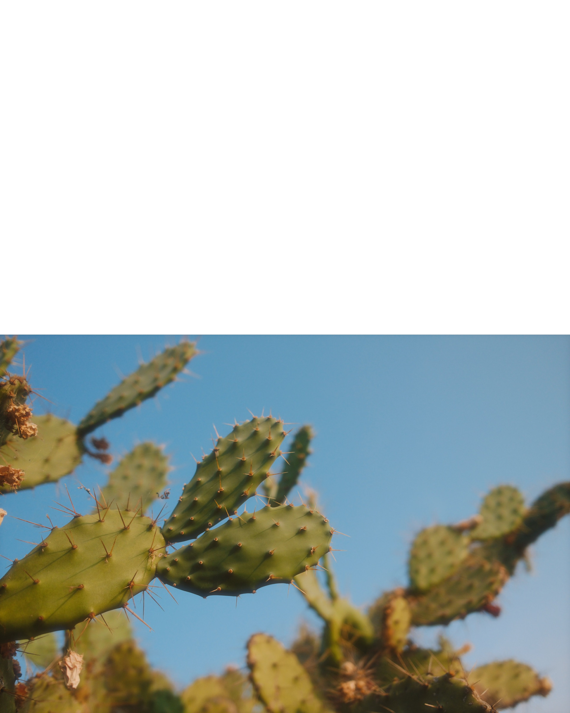 mallorca photography, cactus with blue sky 