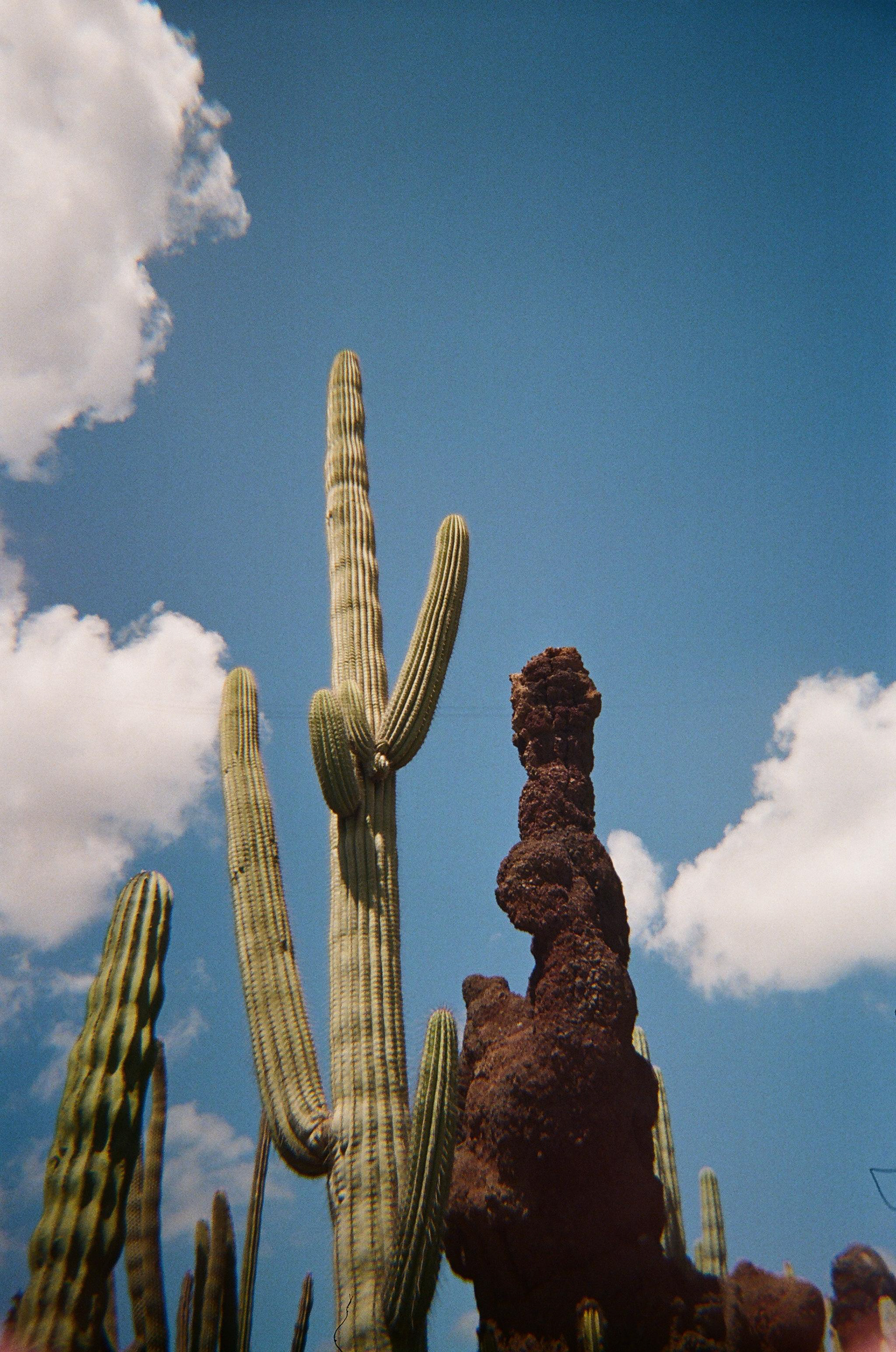 cactus, cactus with blue sky, lanzarote, cactus in lanzarote, blue sky and clouds 
