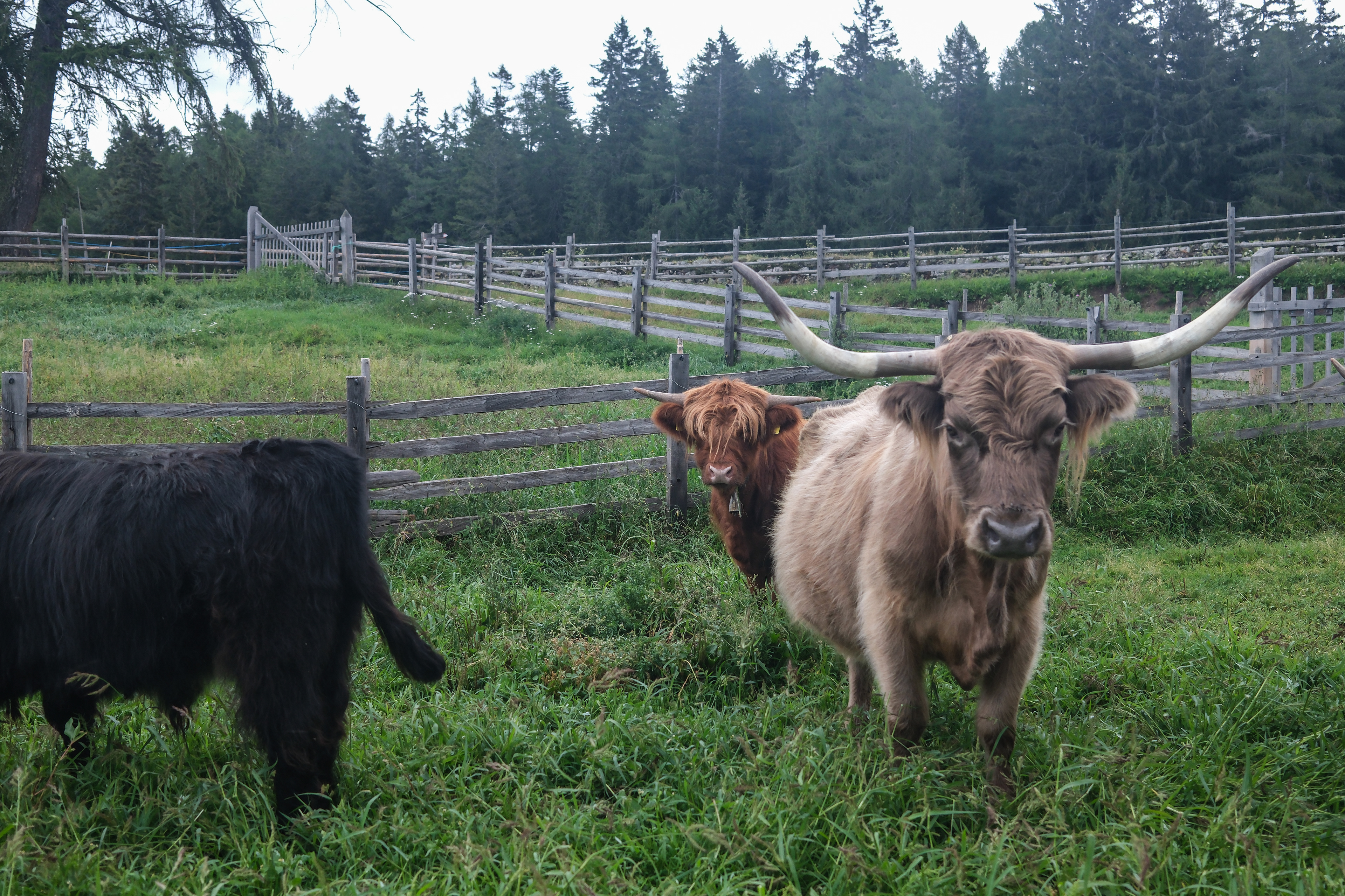 Highlander cows in Sudtirol, cow with horns and two more cows
